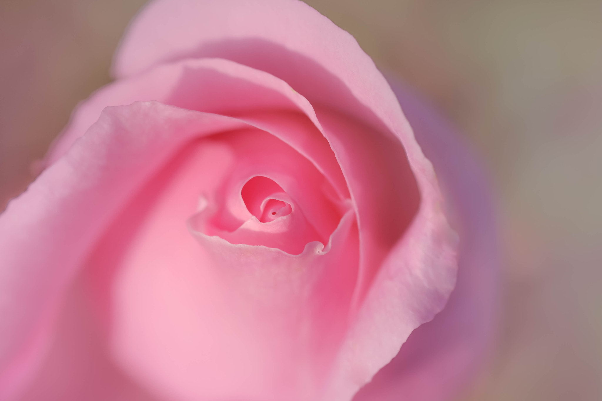 Fujifilm X-Pro2 + Fujifilm XF 60mm F2.4 R Macro sample photo. Rêve de rose photography