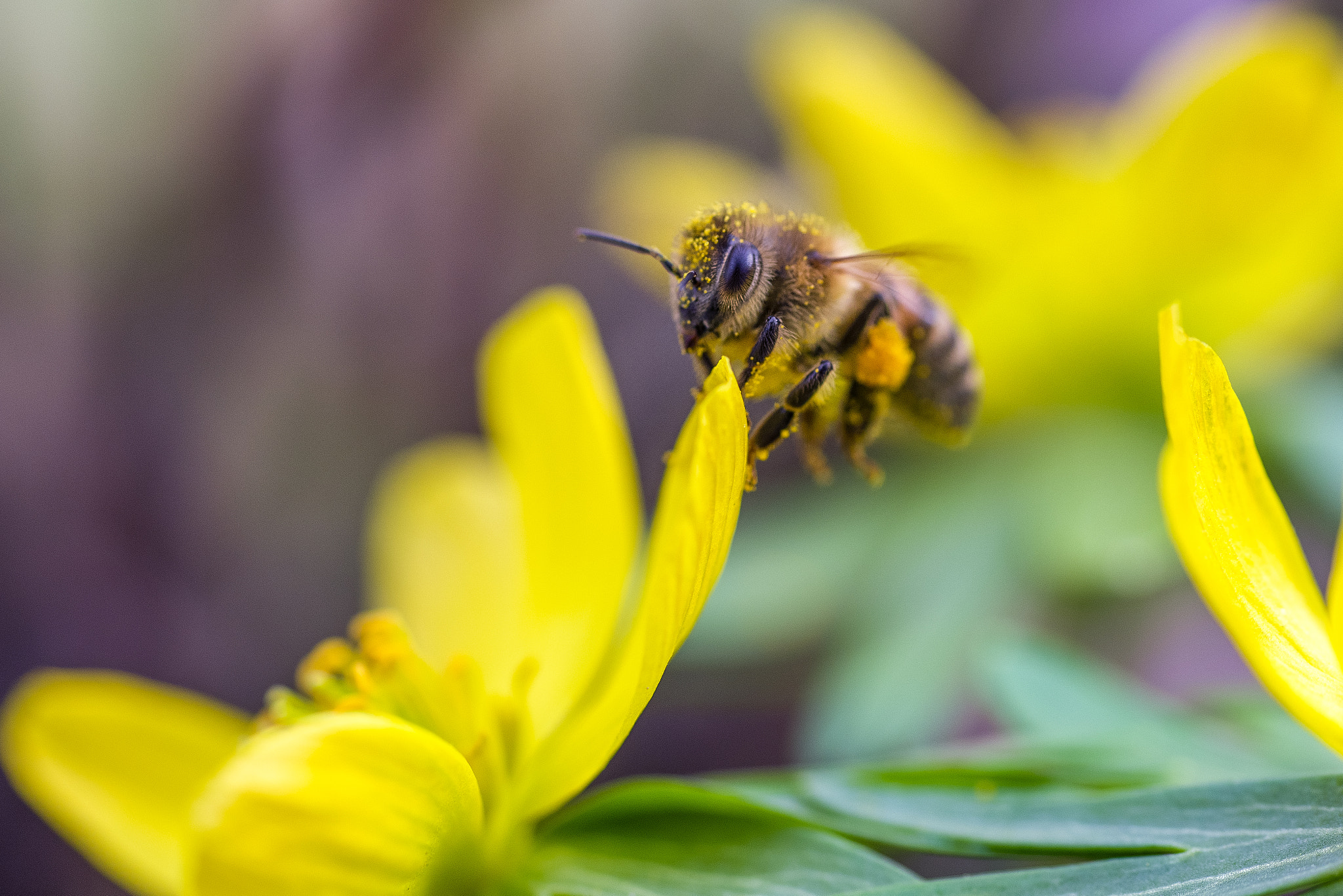 Pentax K-1 sample photo. First bee photography