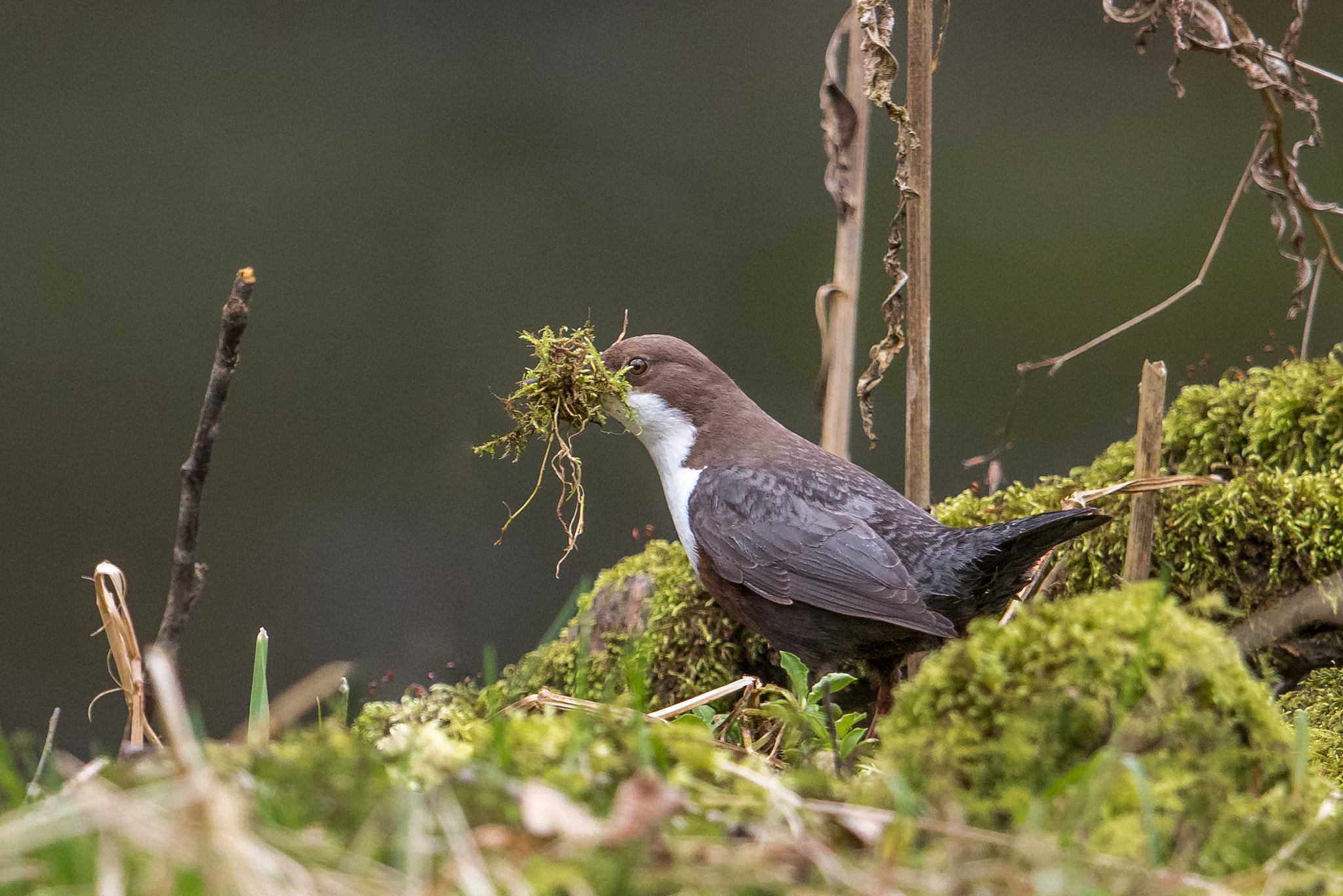 Nikon D810 + Nikon AF-S Nikkor 600mm F4G ED VR sample photo. Cincle plongeur photography