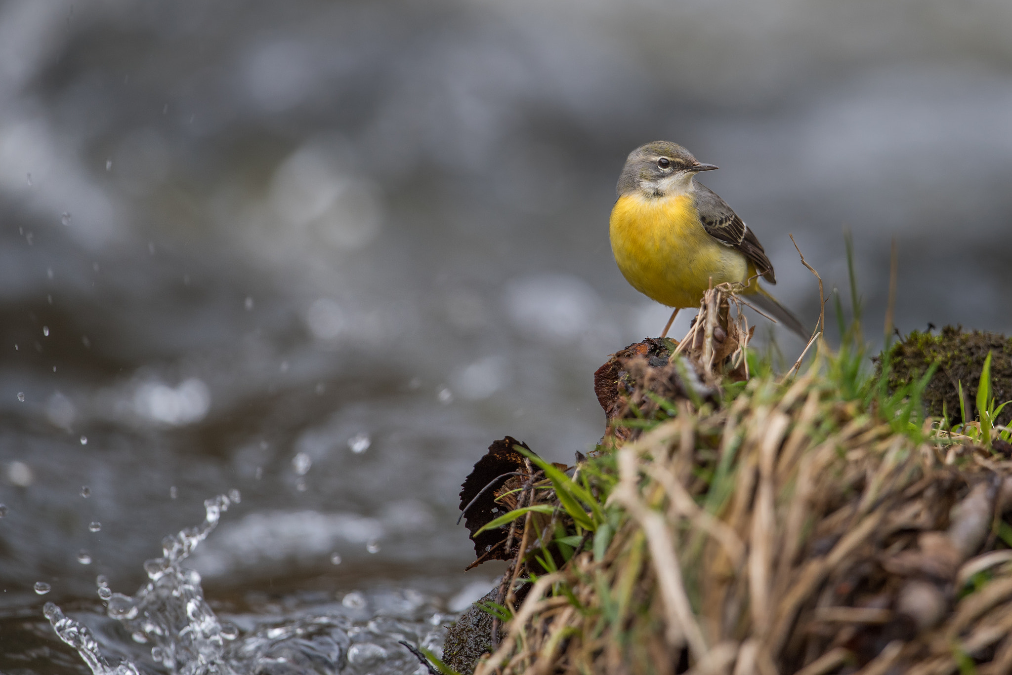 Nikon D810 + Nikon AF-S Nikkor 600mm F4G ED VR sample photo. Bergeronnette des ruisseaux photography