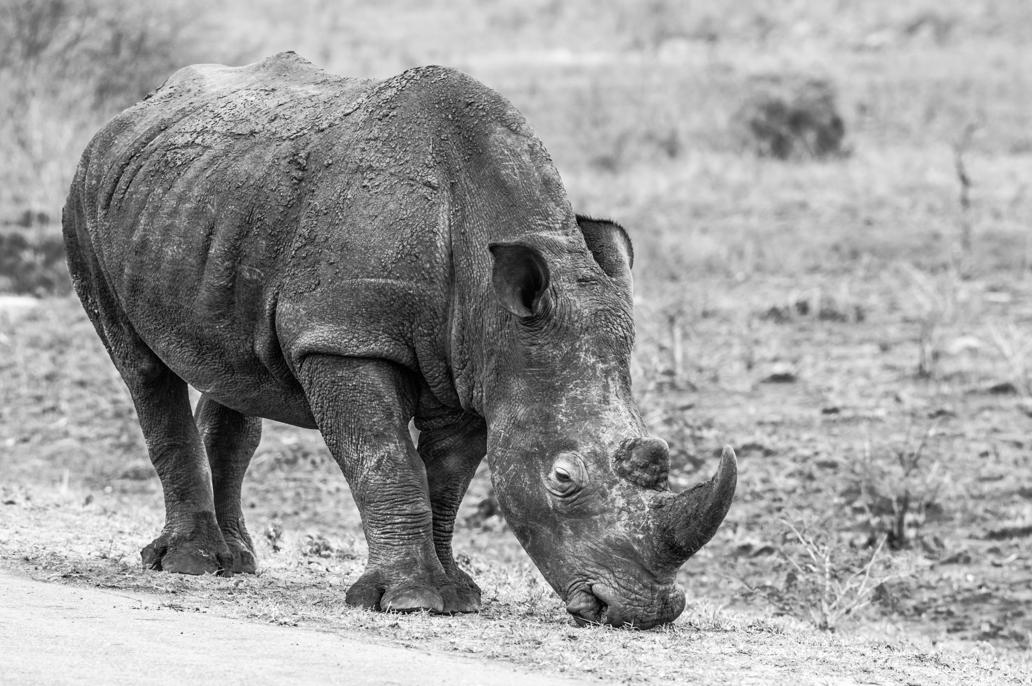 Pentax K-3 sample photo. Rhino photography