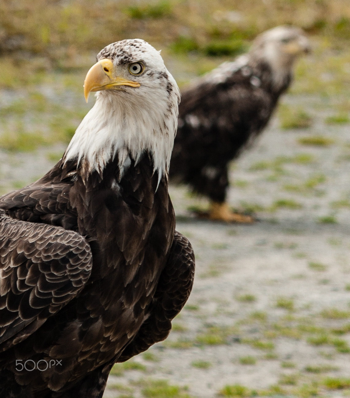 Canon EF-S 55-250mm F4-5.6 IS sample photo. Two eagles photography