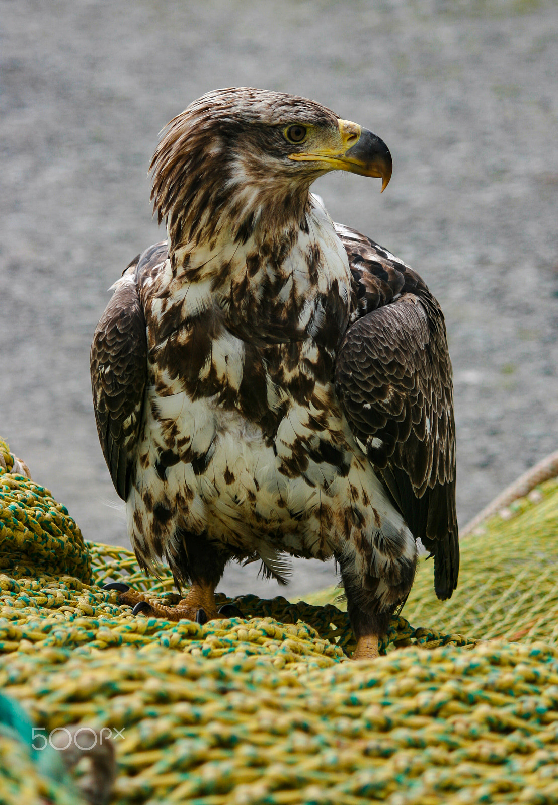 Canon EF-S 55-250mm F4-5.6 IS sample photo. Young eagle photography