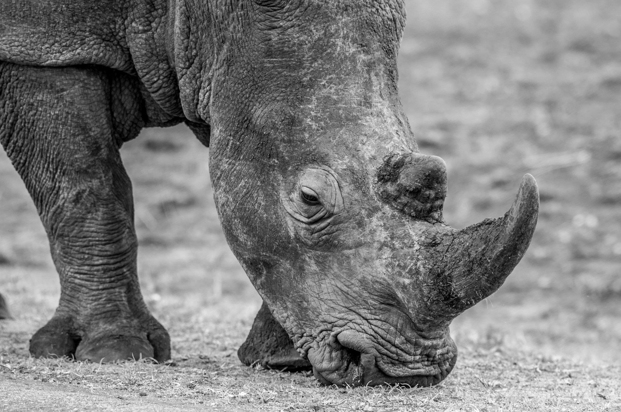 Pentax K-3 sample photo. Rhino photography