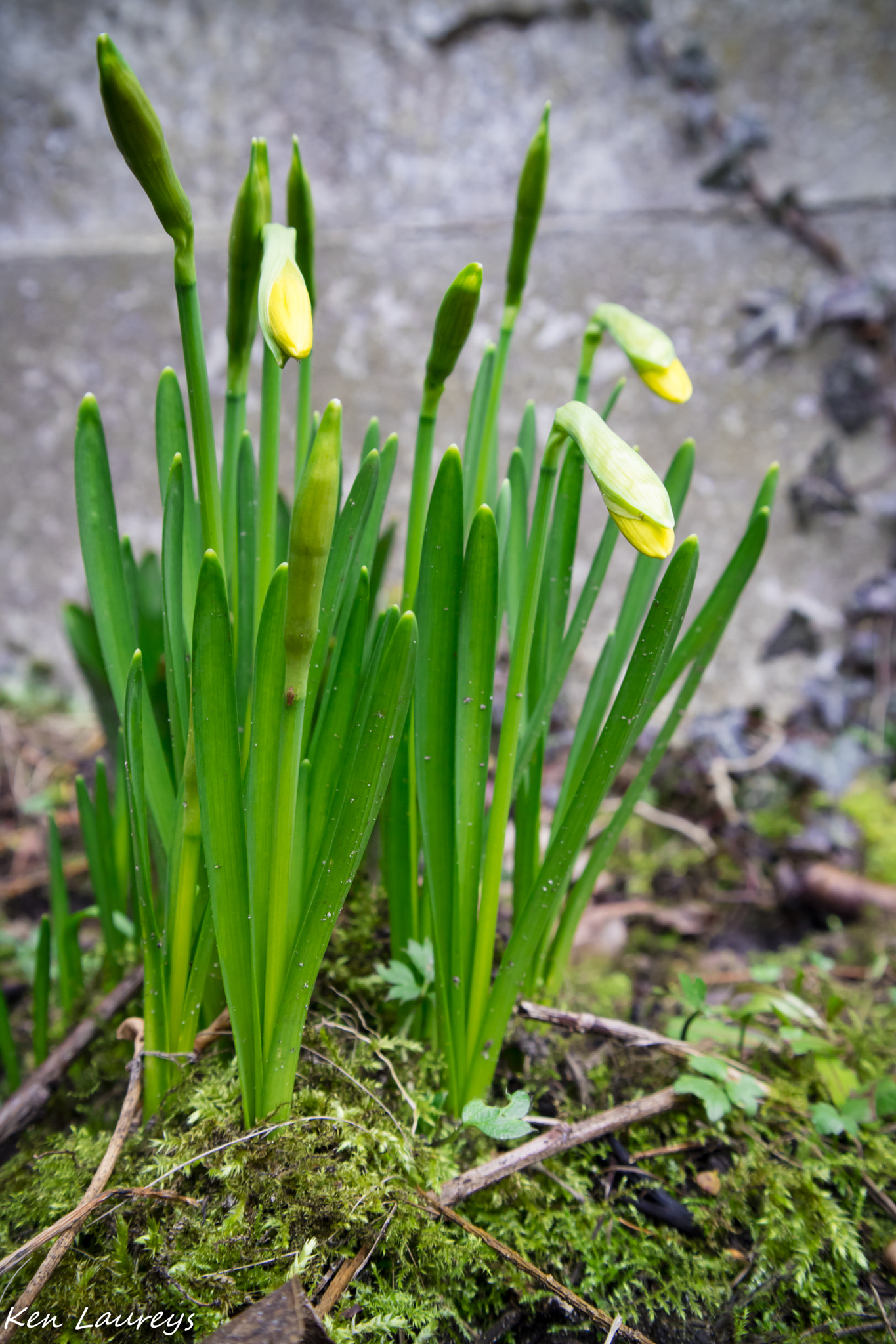 Canon EOS M3 sample photo. Narcissus photography