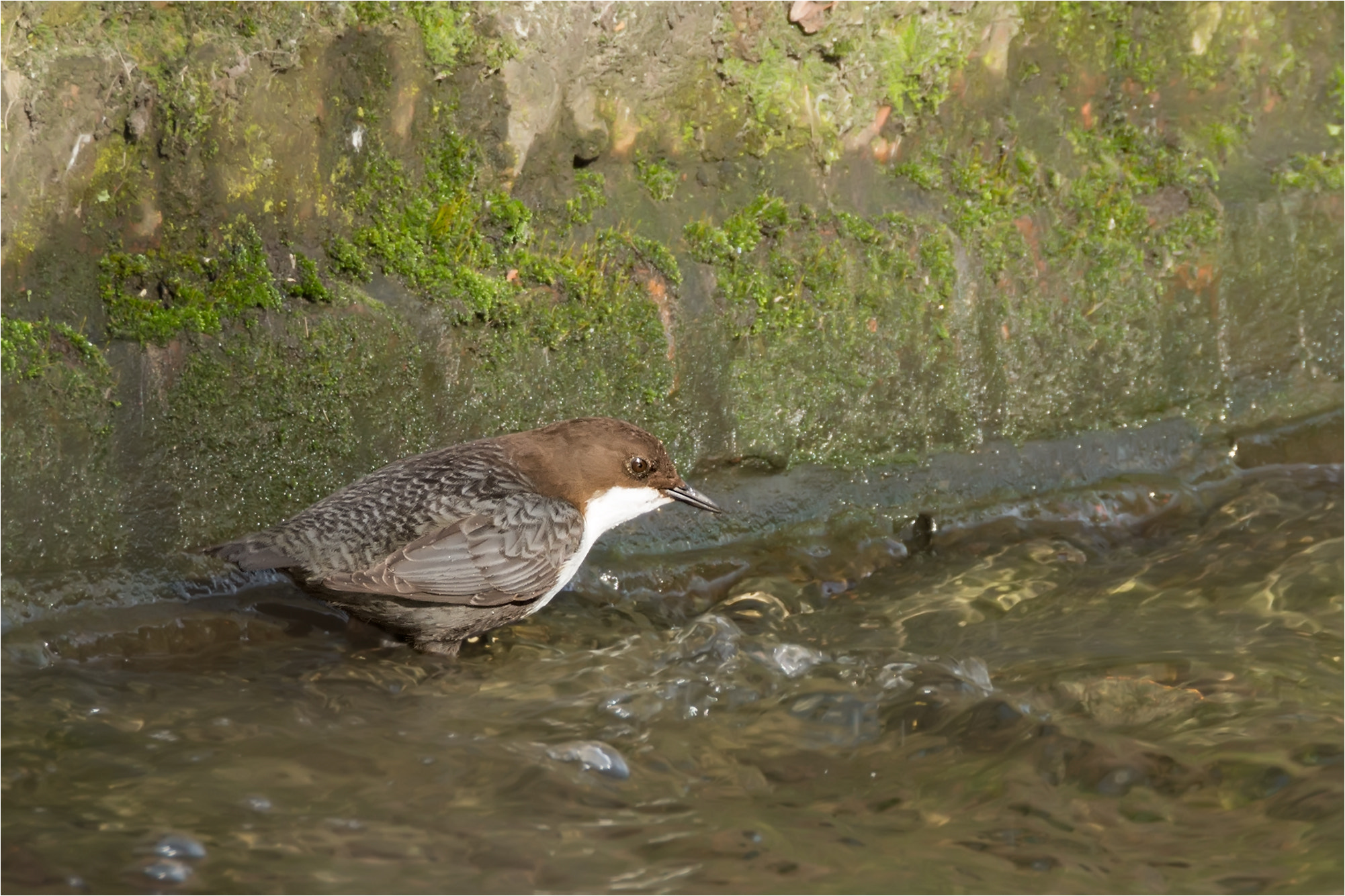 Nikon D7200 + Sigma 50mm F2.8 EX DG Macro sample photo. White-throated dipper / wasseramsel photography