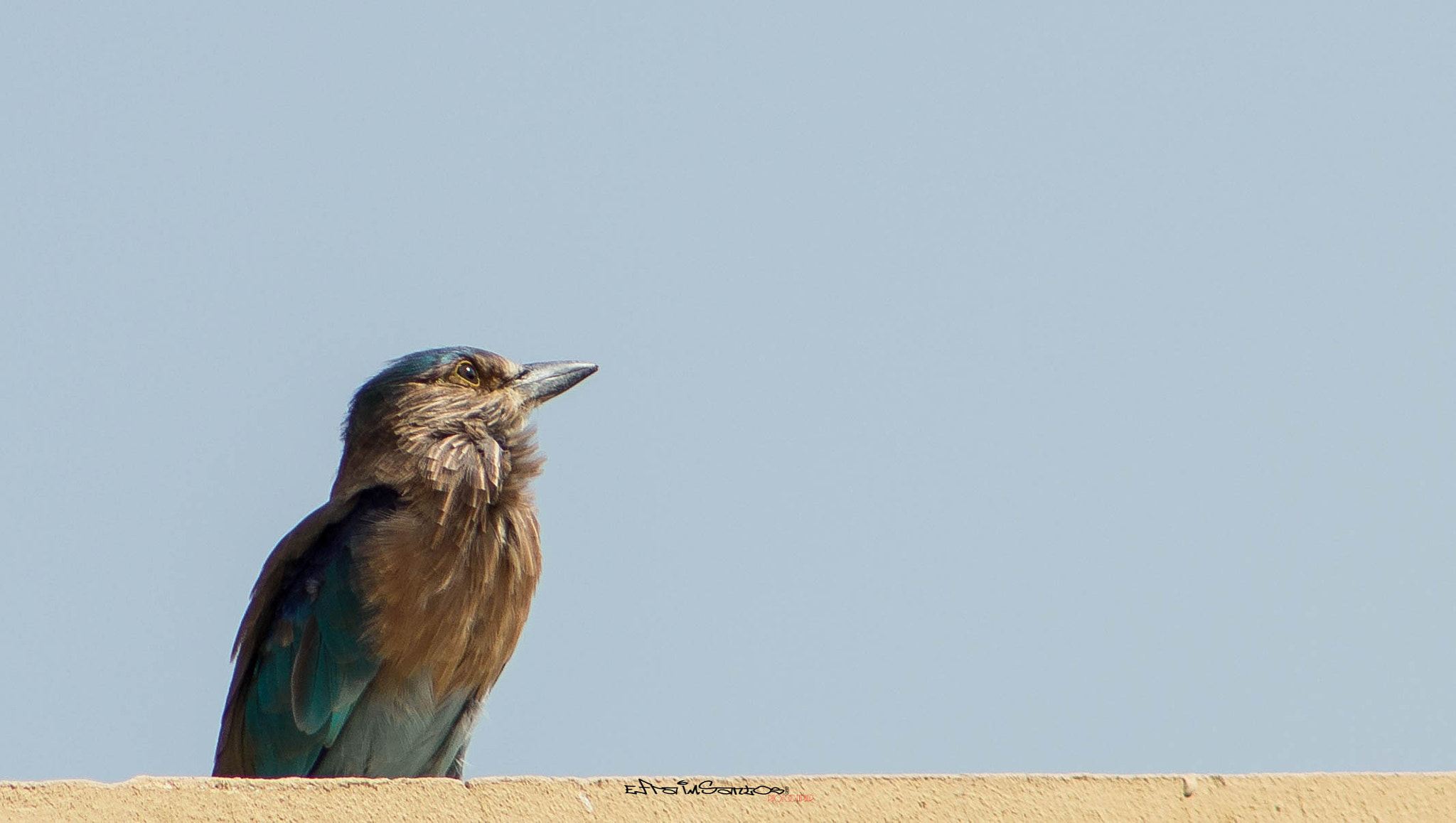 Canon EF 75-300mm f/4-5.6 USM sample photo