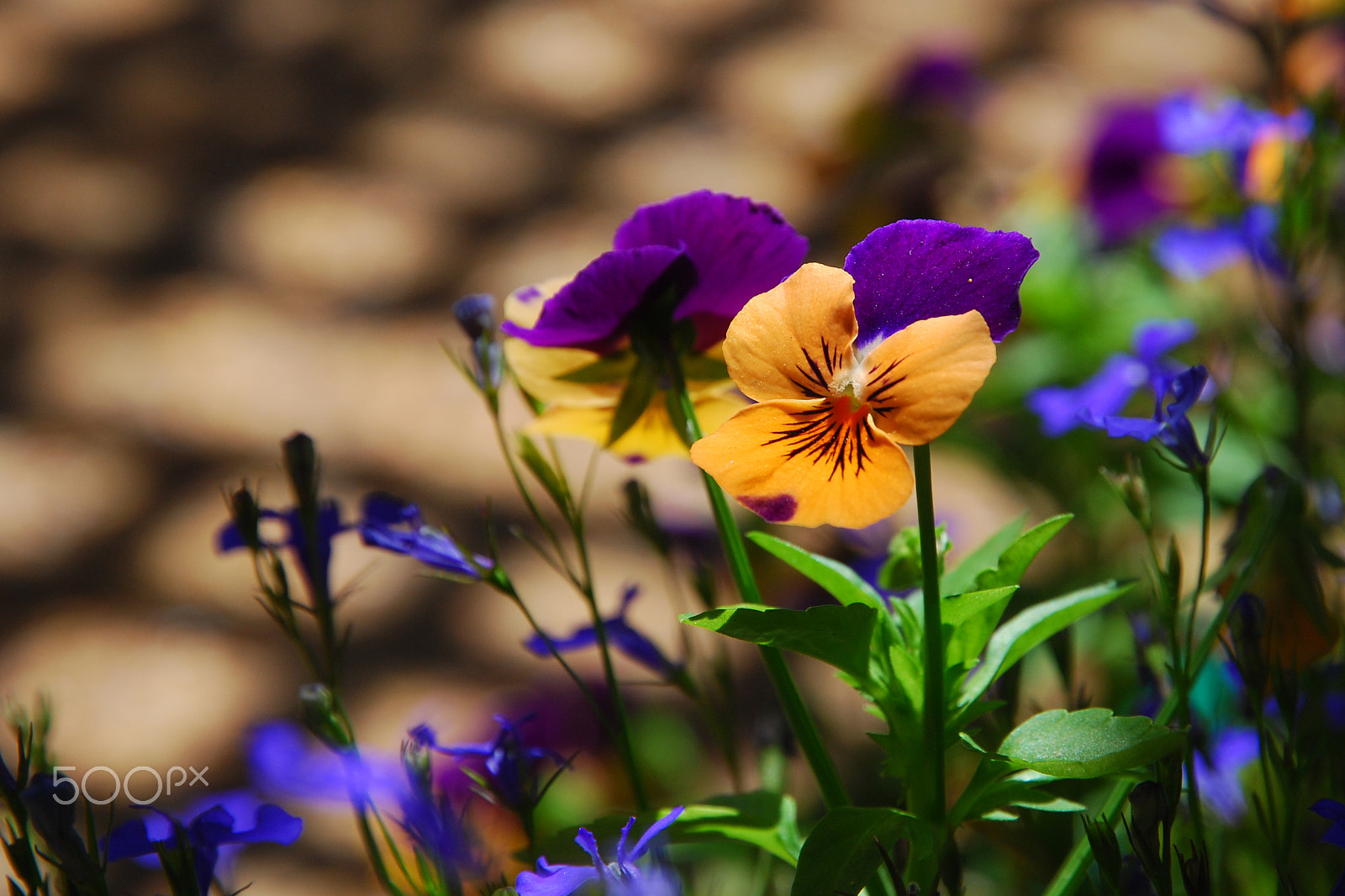 Nikon D80 sample photo. The windflower photography