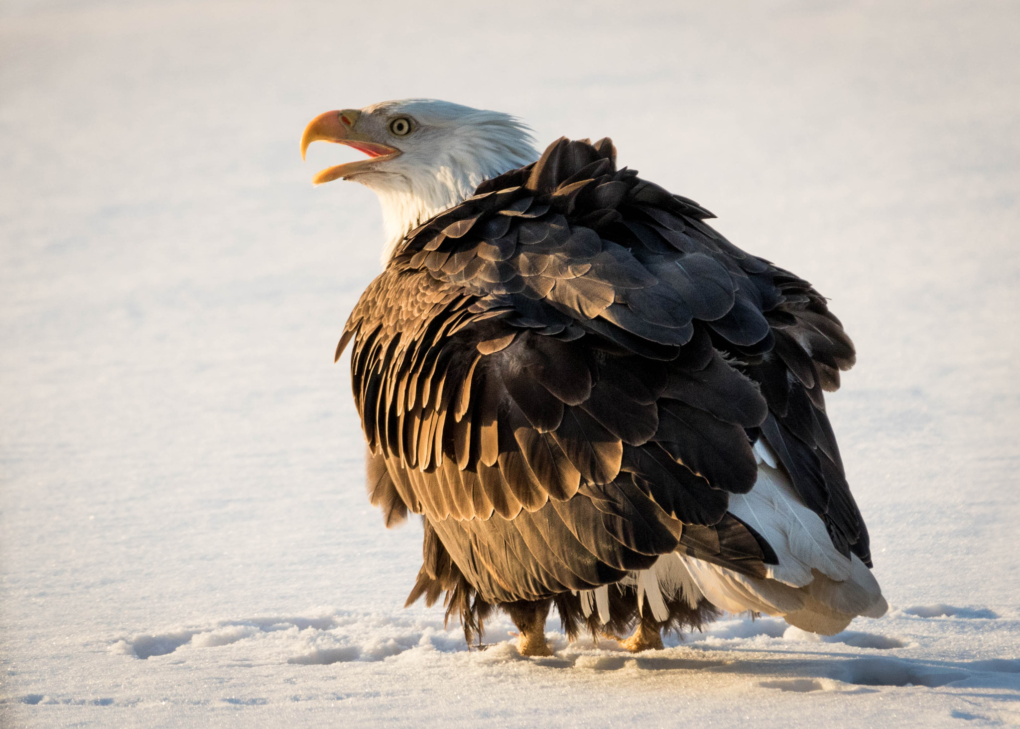 150-600mm F5-6.3 DG OS HSM | Contemporary 015 sample photo. Ruffled raptor photography