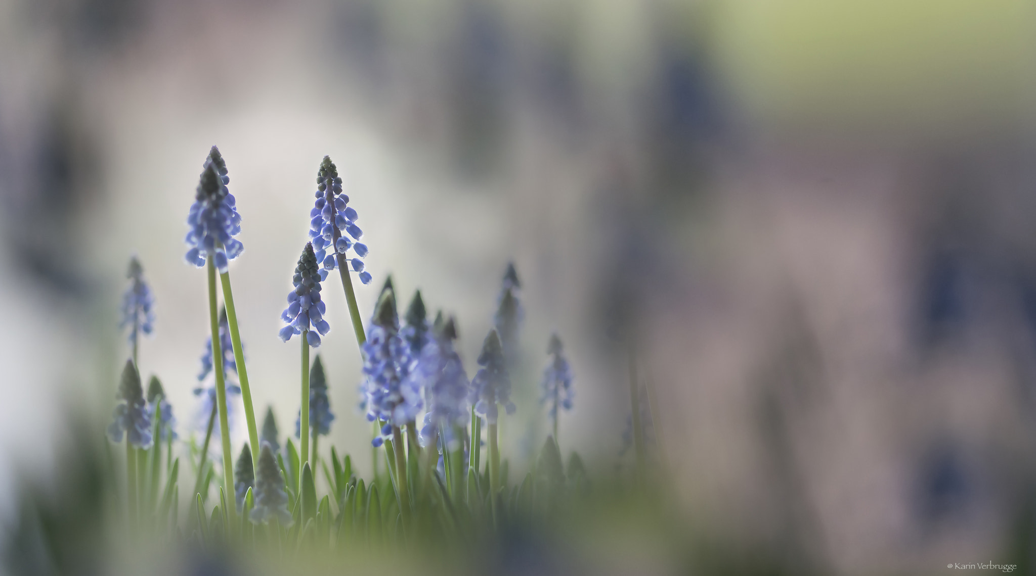 Sigma 120-400mm F4.5-5.6 DG OS HSM sample photo. Soft spring photography