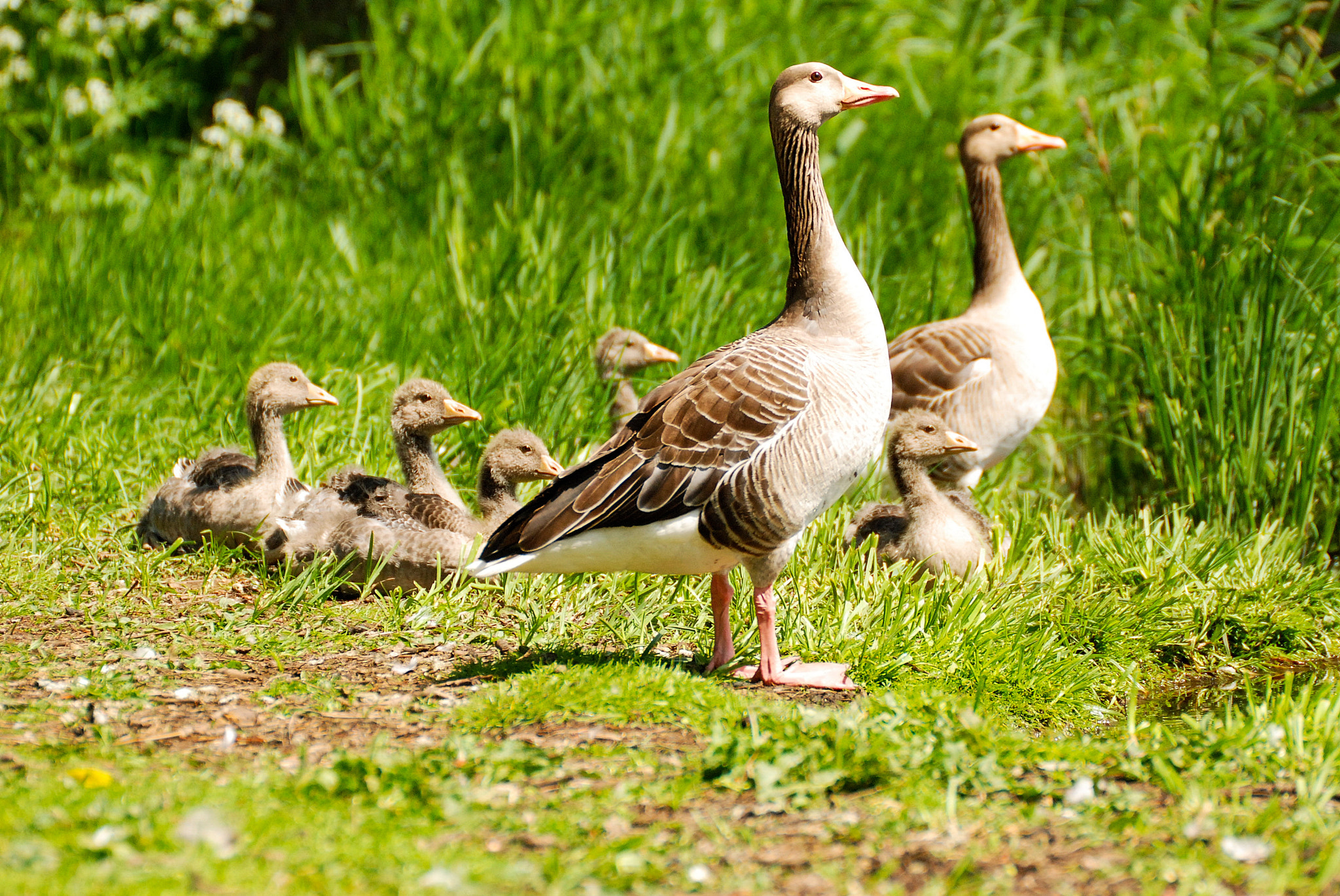 Sigma 135-400mm F4.5-5.6 APO Aspherical sample photo. Greater white-fronted geese - doesburg photography