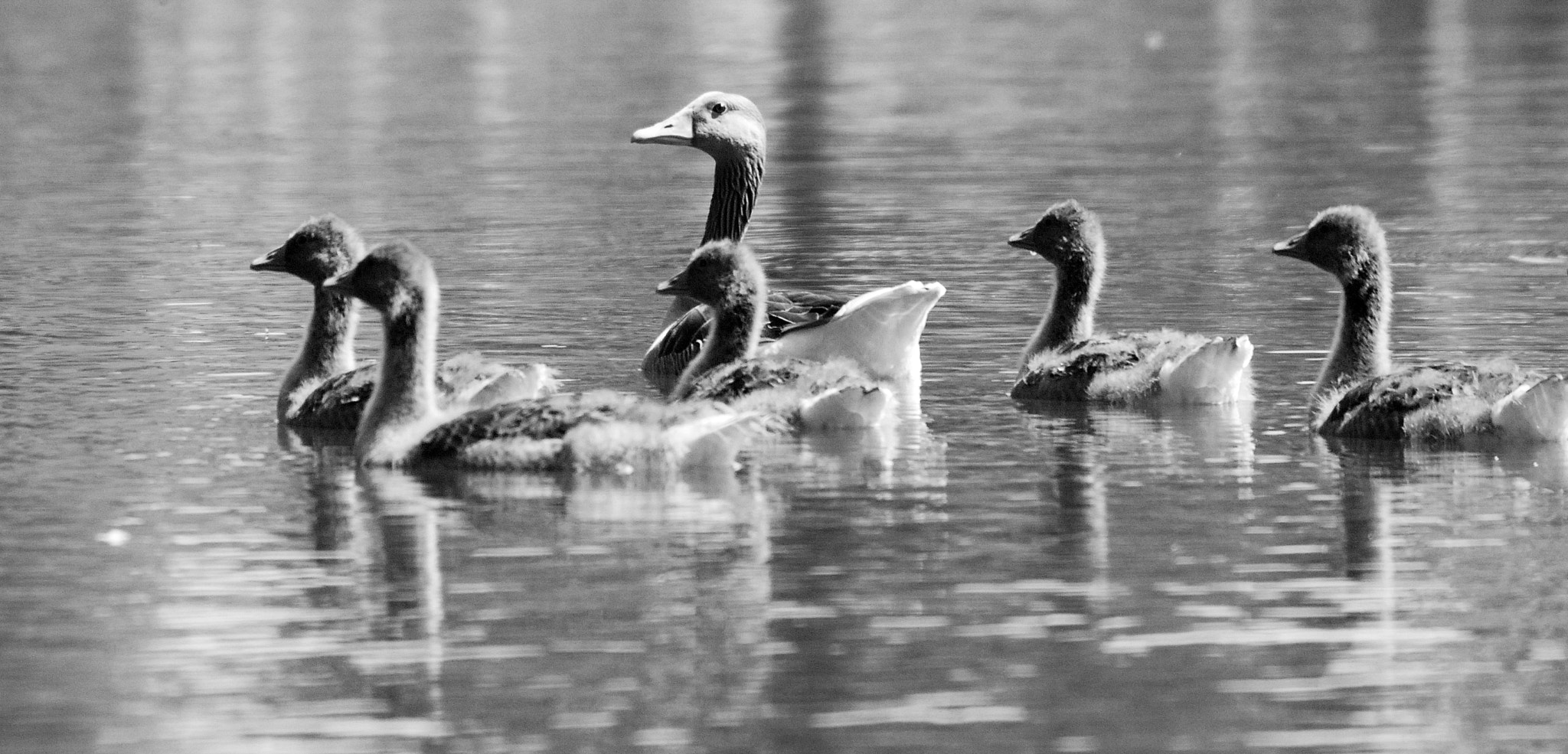 Sigma 135-400mm F4.5-5.6 APO Aspherical sample photo. Greater white-fronted geese - doesburg photography