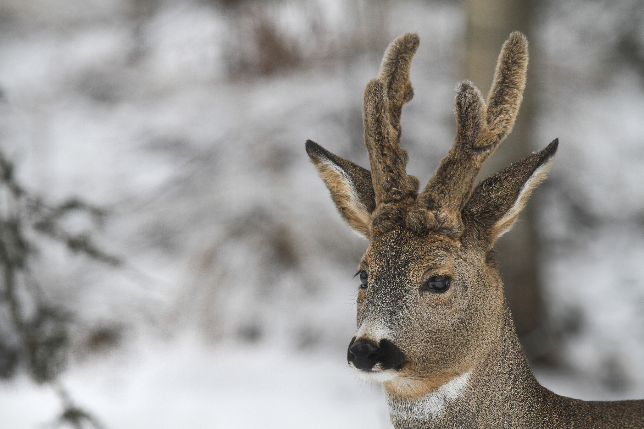 Canon EF 300mm F2.8L IS USM sample photo. European roe deer (capreolus capreolus) photography
