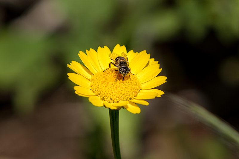 Canon EF 70-200mm F2.8L IS USM sample photo. Theni looking flower photography