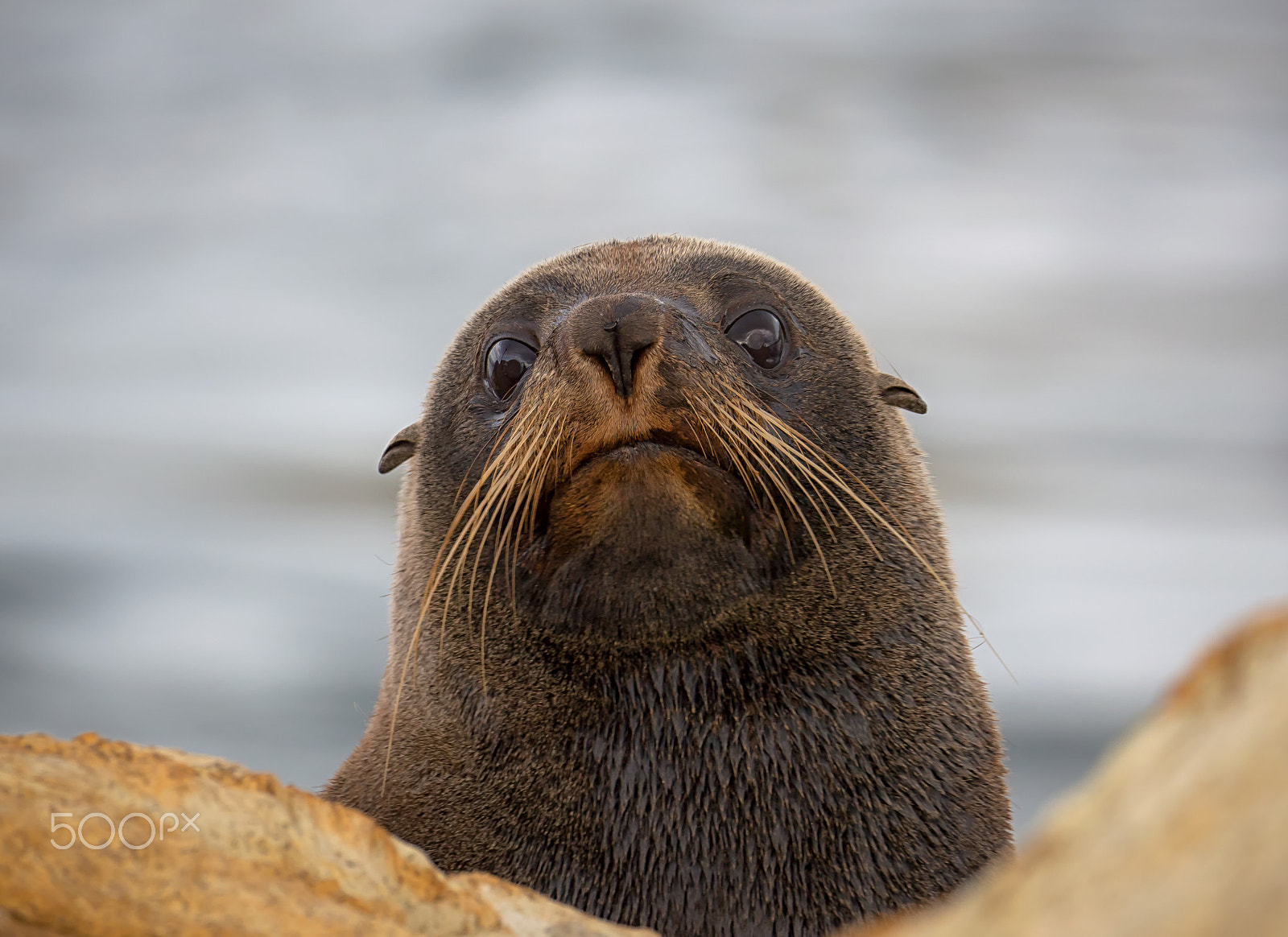Panasonic Lumix DMC-GH4 + LEICA DG 100-400/F4.0-6.3 sample photo. Nz fur seal photography