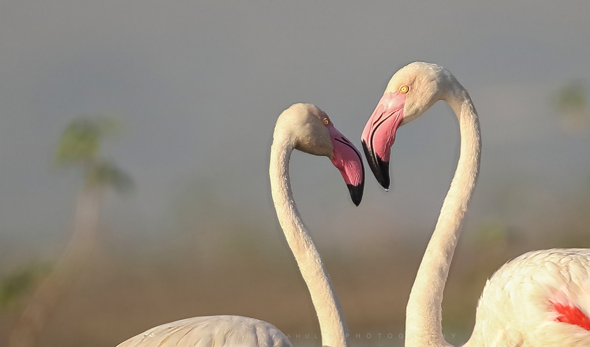 Sigma 150mm f/2.8 EX DG OS HSM APO Macro sample photo. Greater flamingos. photography