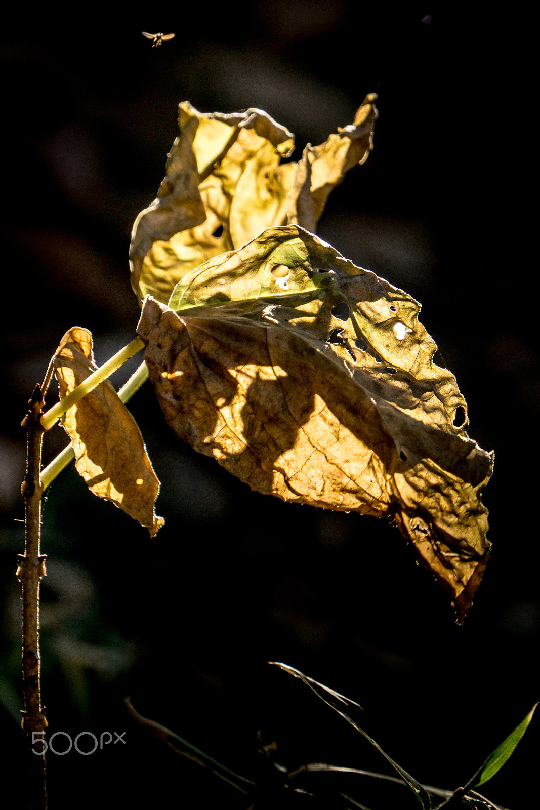 Sony E 18-200mm F3.5-6.3 OSS sample photo. Shiny leaf in dead photography