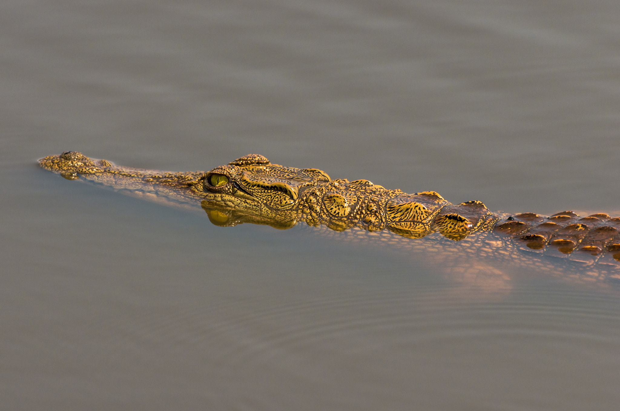 Pentax K-5 II sample photo. Croc swimming photography