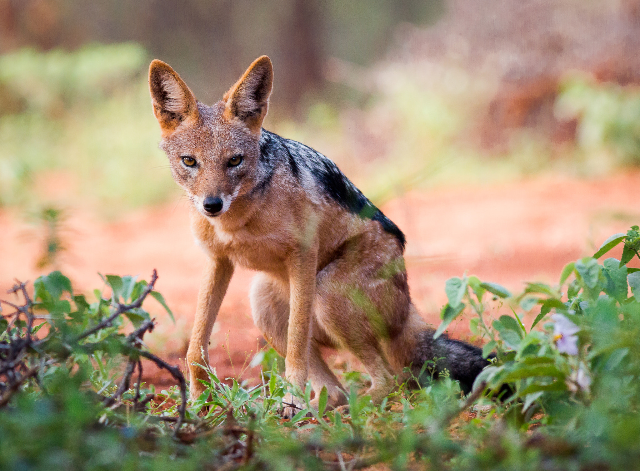 Canon EOS 70D + Canon EF 400mm F5.6L USM sample photo. Eye to eye photography