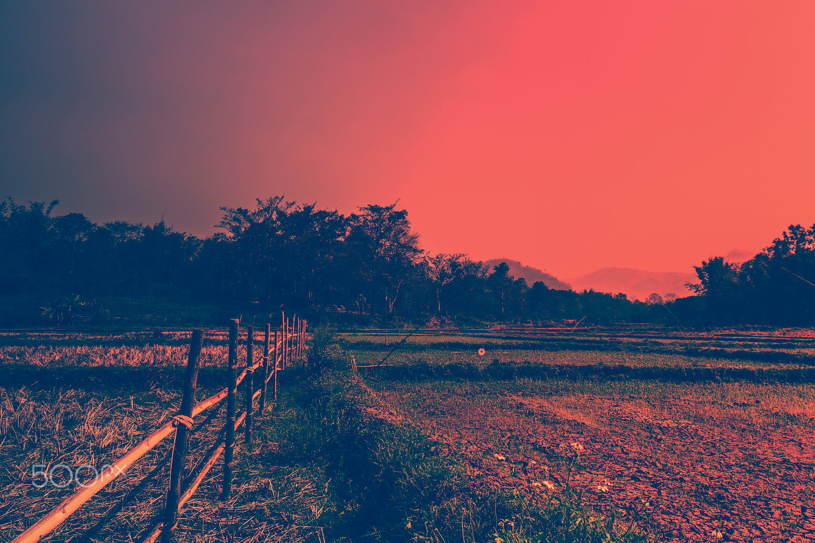 Canon EOS 70D + Sigma 17-70mm F2.8-4 DC Macro OS HSM | C sample photo. Bamboo fence farmland in morning. photography