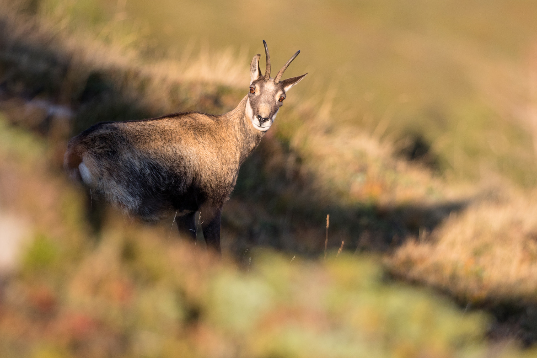 Canon EOS 7D Mark II + Canon EF 300mm F2.8L IS II USM sample photo. Chamois i photography