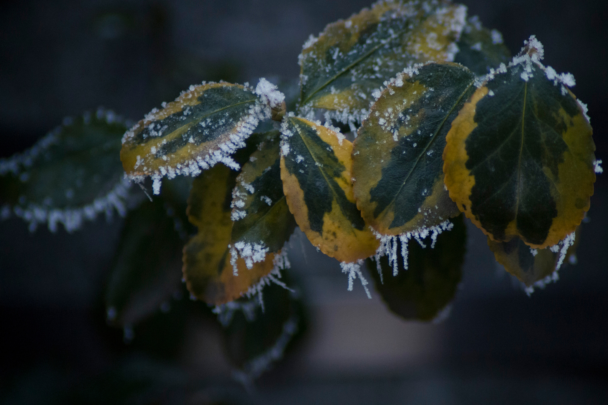 Tamron AF 70-300mm F4-5.6 LD Macro 1:2 sample photo. Icicle photography