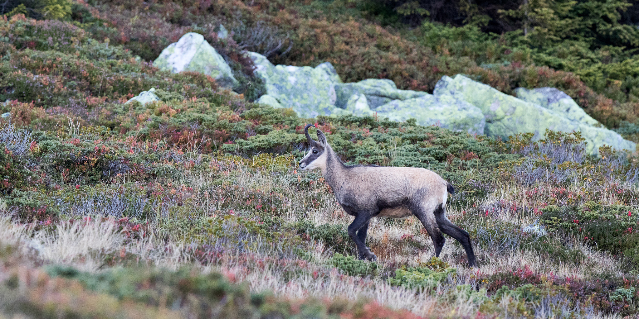 Canon EOS 7D Mark II + Canon EF 300mm F2.8L IS II USM sample photo. Chamois ii photography