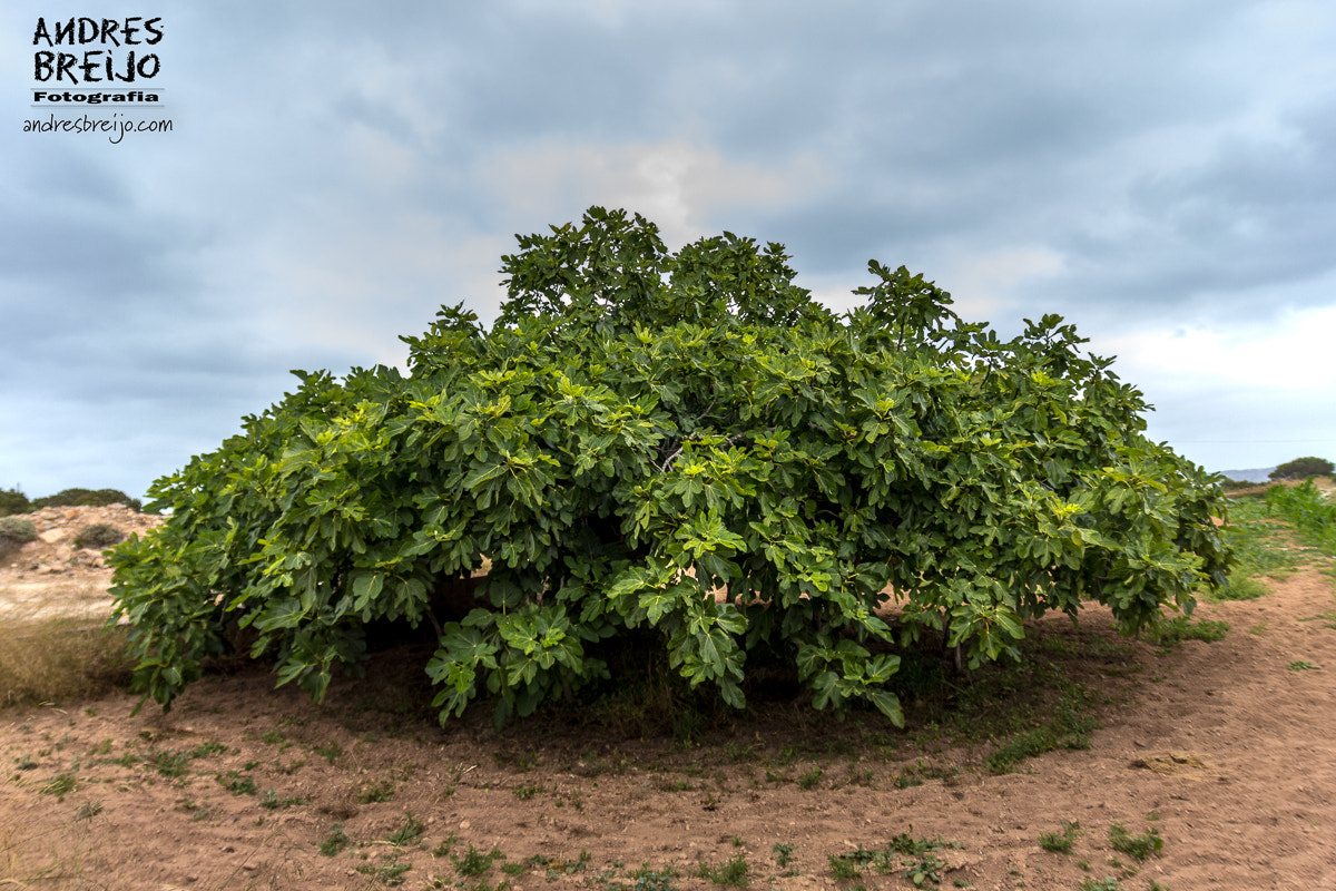 Canon EOS 60D sample photo. La higuera photography