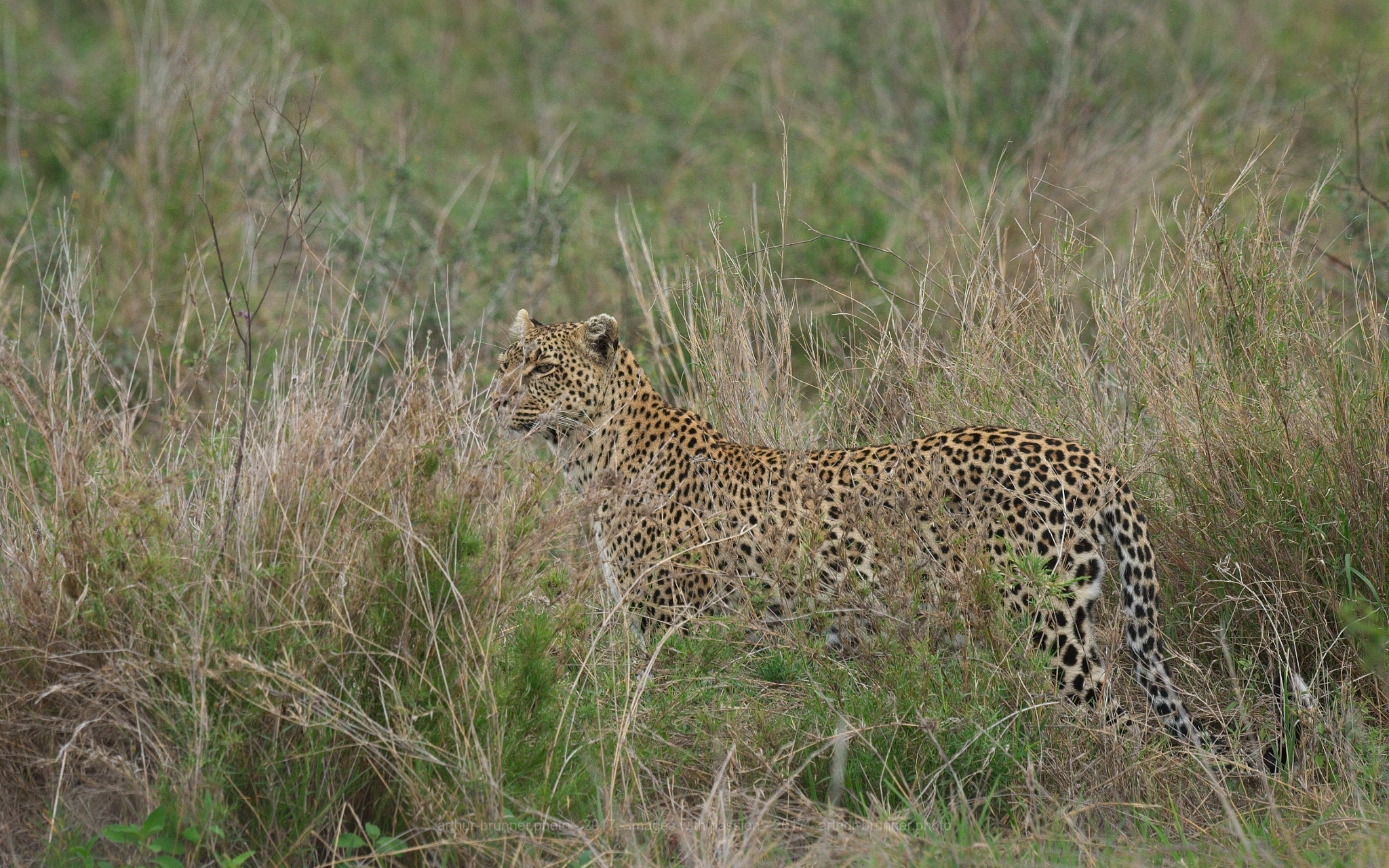 Olympus OM-D E-M1 + OLYMPUS M.300mm F4.0 sample photo. Leopard photography