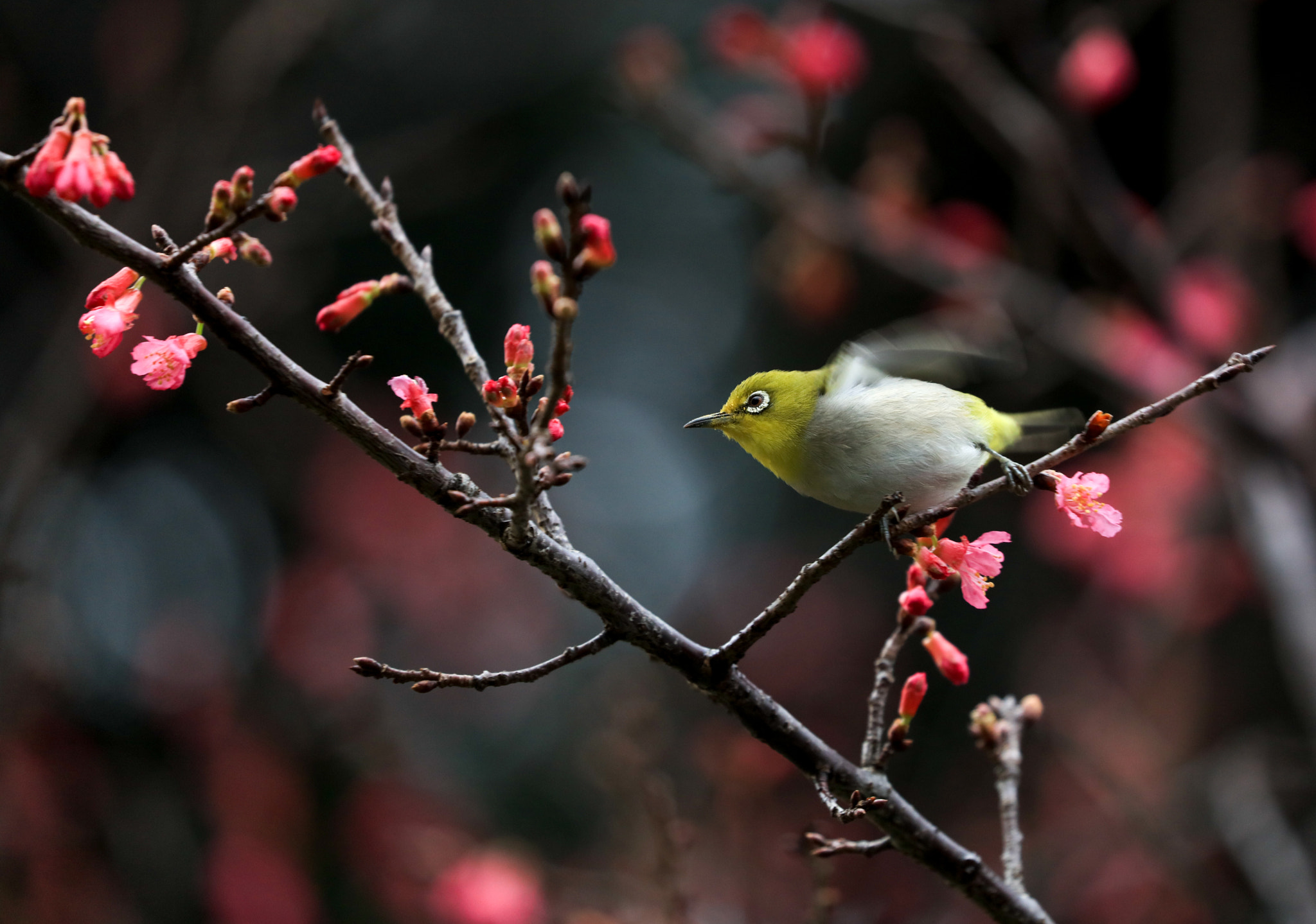 Canon EOS 5DS sample photo. Japanese white-eye photography