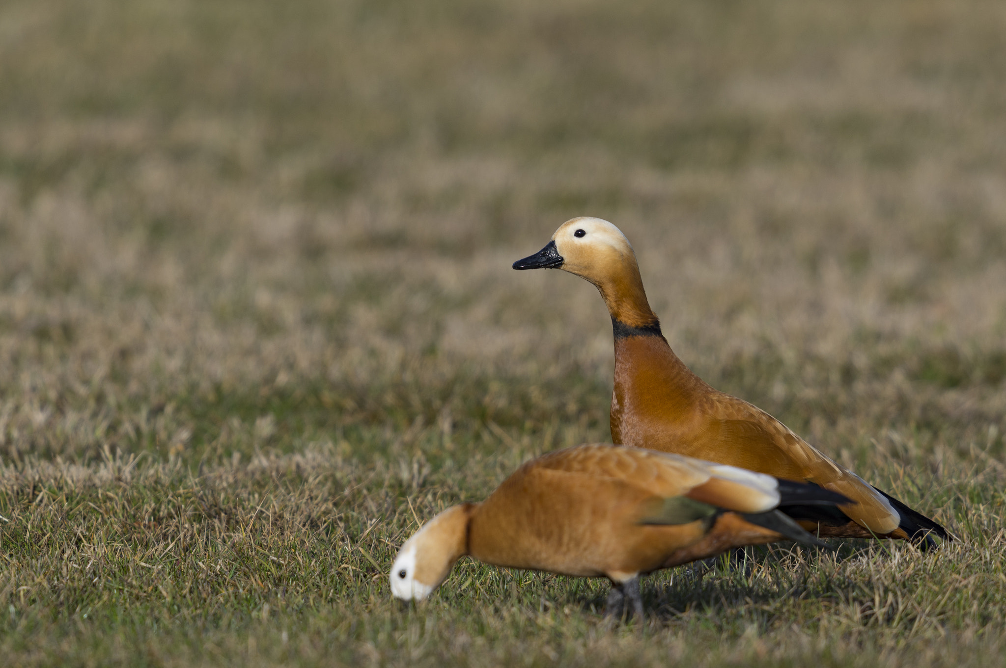 Pentax K-3 II sample photo. Ruddy shelduck photography