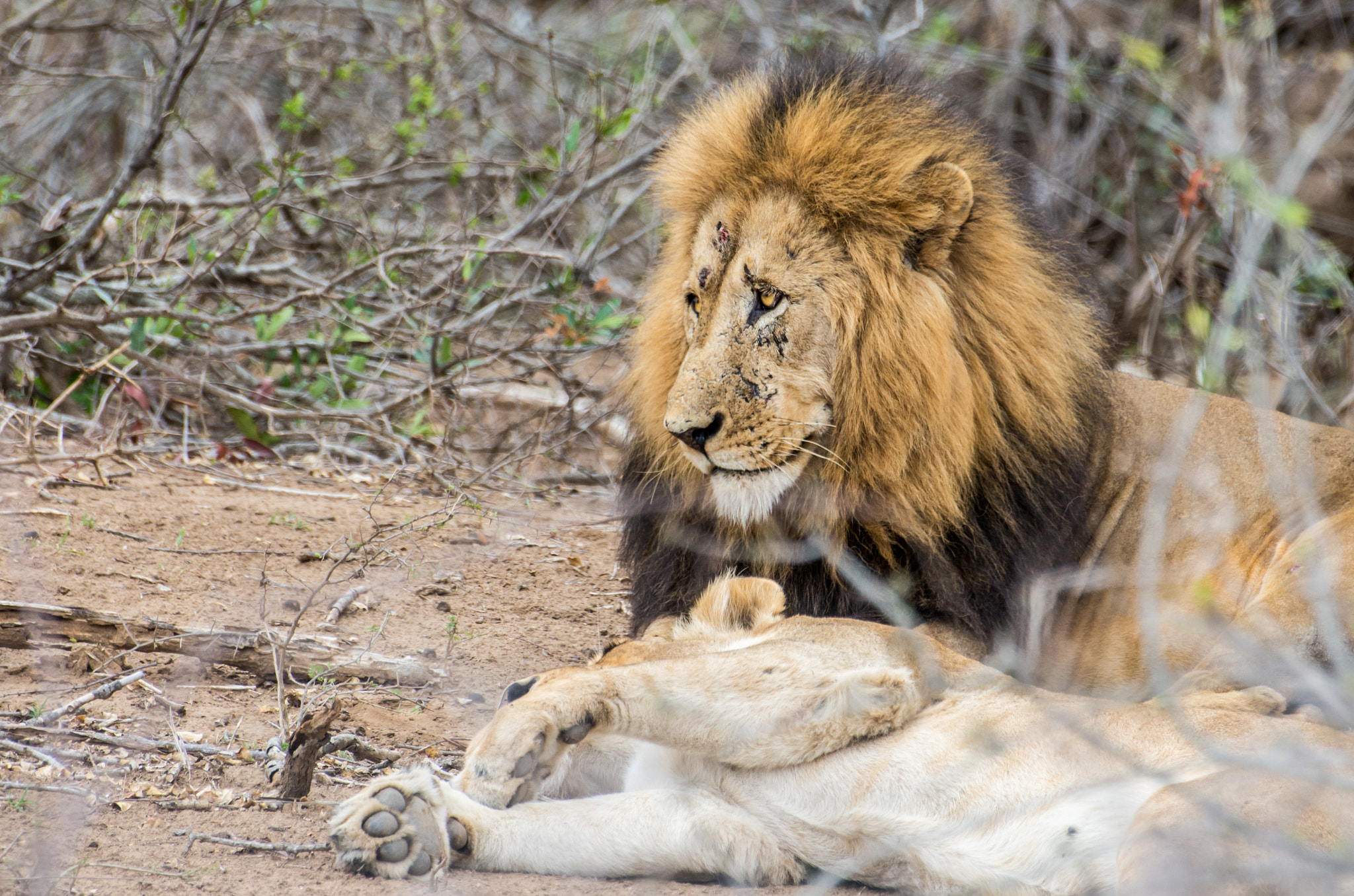 Pentax K-5 II sample photo. Lions - tired after mating photography