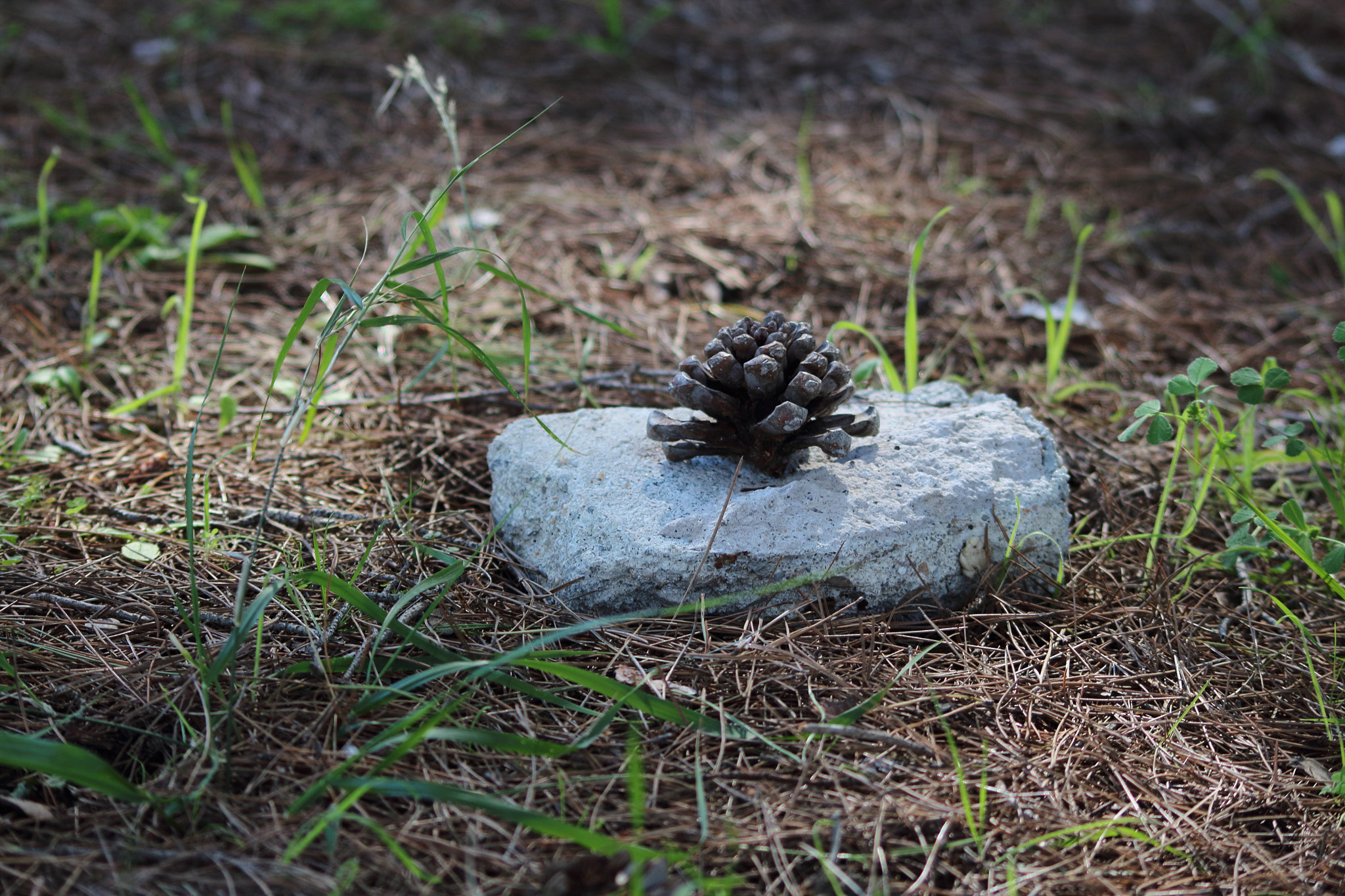 Canon EOS 1300D (EOS Rebel T6 / EOS Kiss X80) sample photo. Pine cone on the rock photography