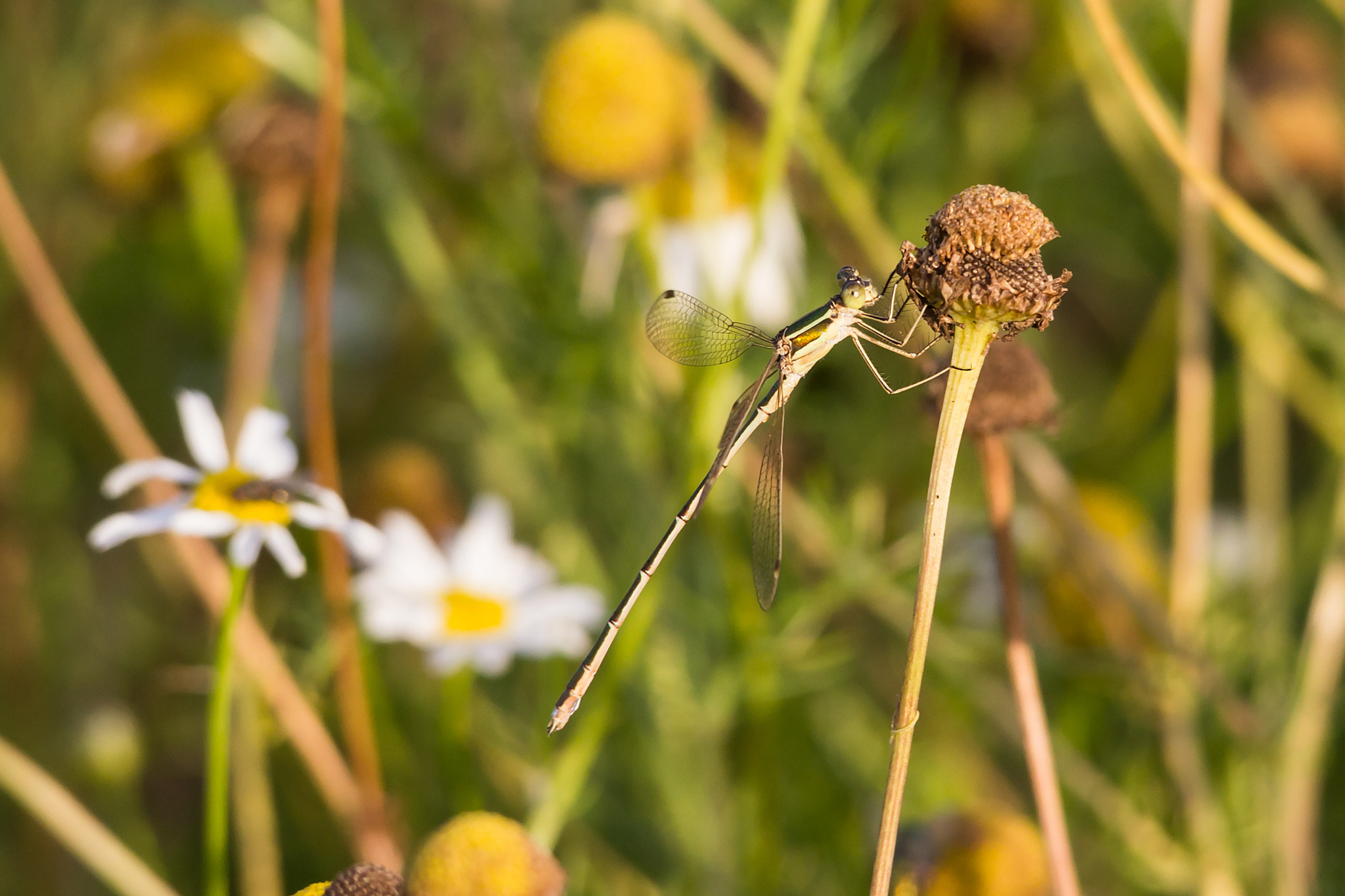 Sigma 150-500mm F5-6.3 DG OS HSM sample photo. Img photography