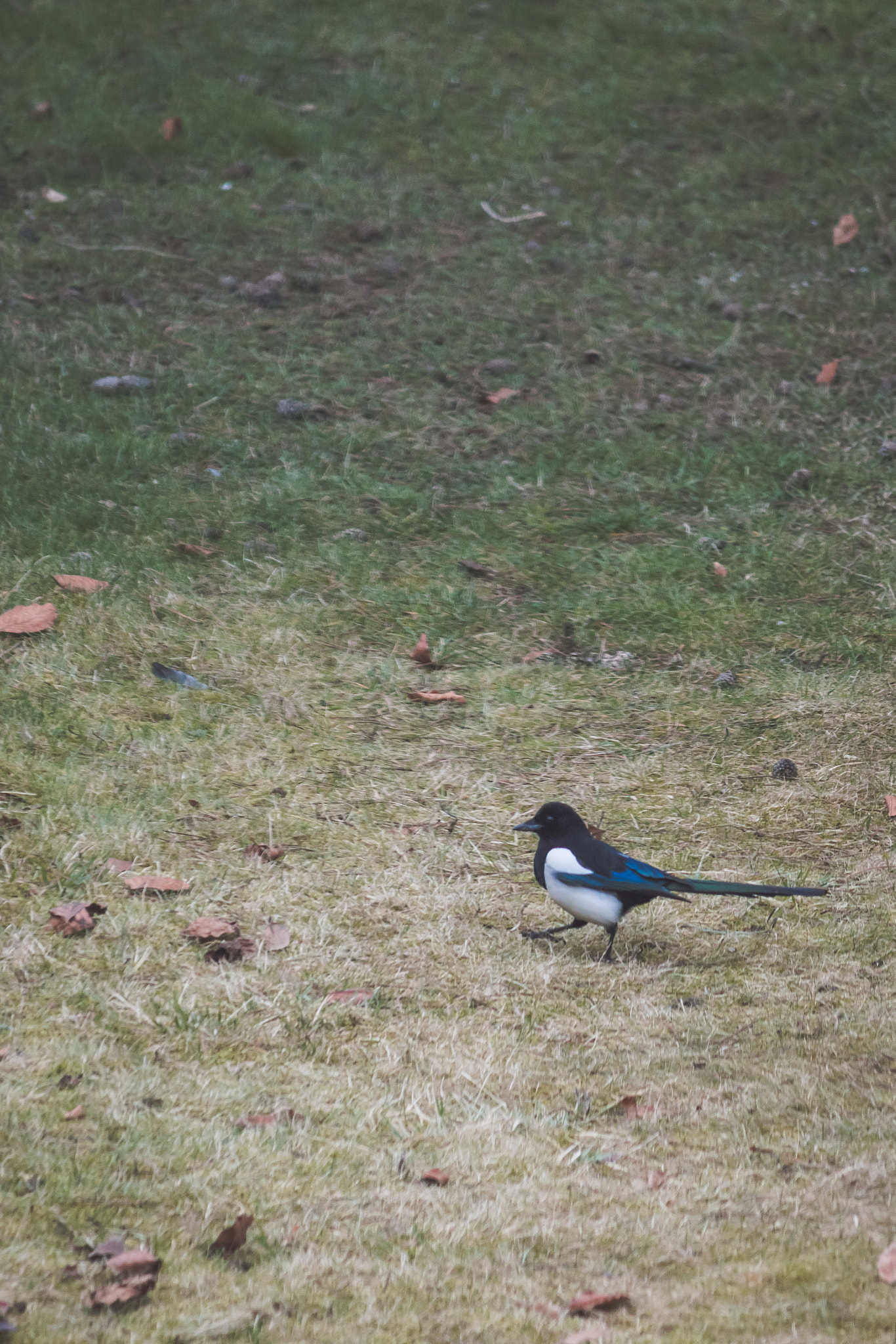 Canon EOS 750D (EOS Rebel T6i / EOS Kiss X8i) + Canon EF-S 55-250mm F4-5.6 IS sample photo. Magpie strut photography