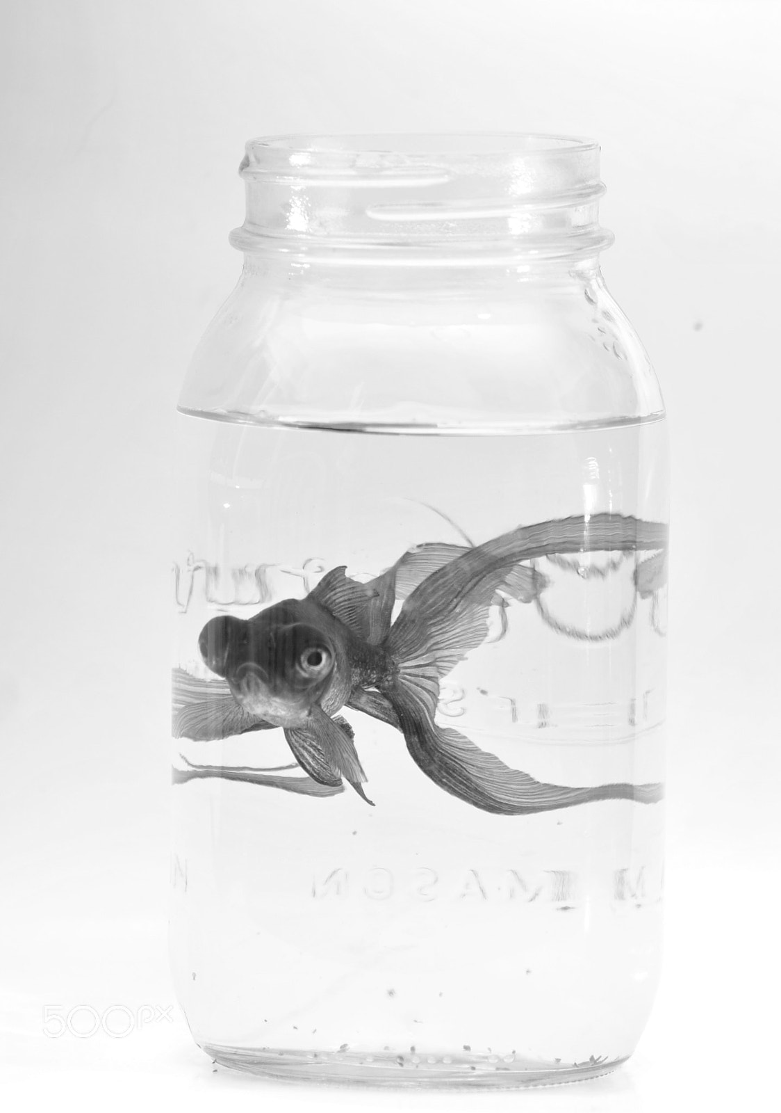 Nikon D3000 sample photo. Black moor goldfish photography