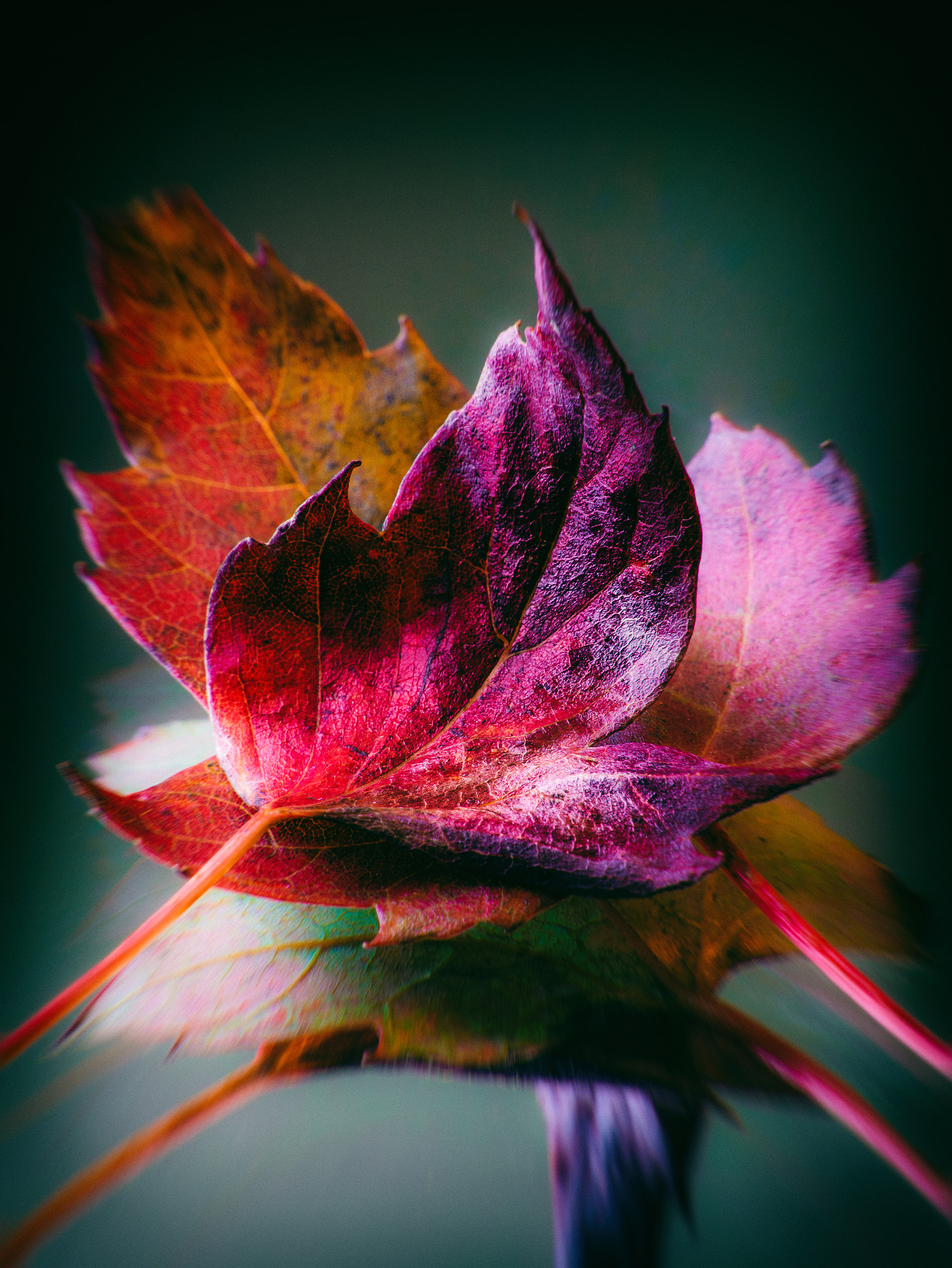 Panasonic Lumix DMC-GX7 sample photo. Colours of autumn photography