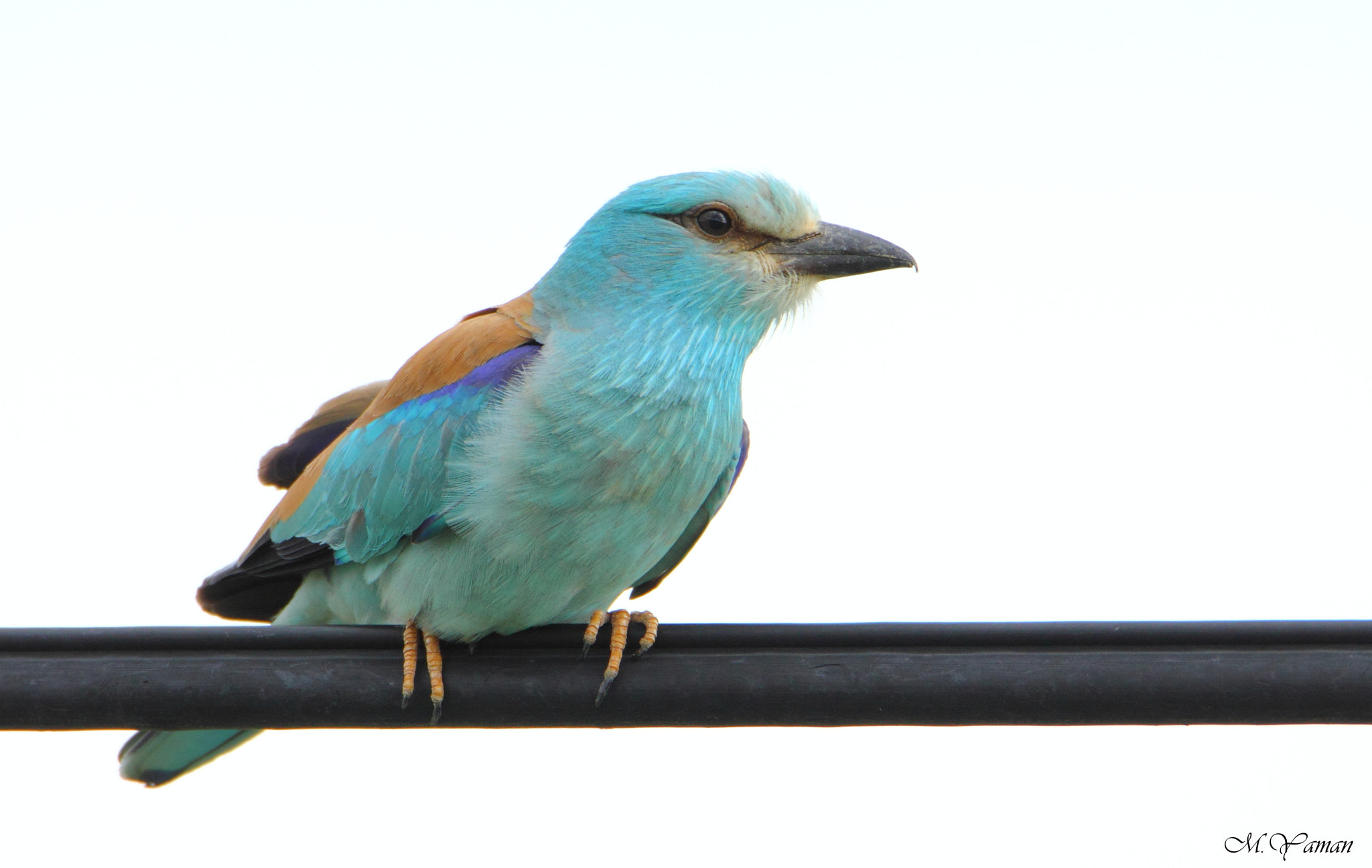 Tamron SP 150-600mm F5-6.3 Di VC USD sample photo. European roller photography