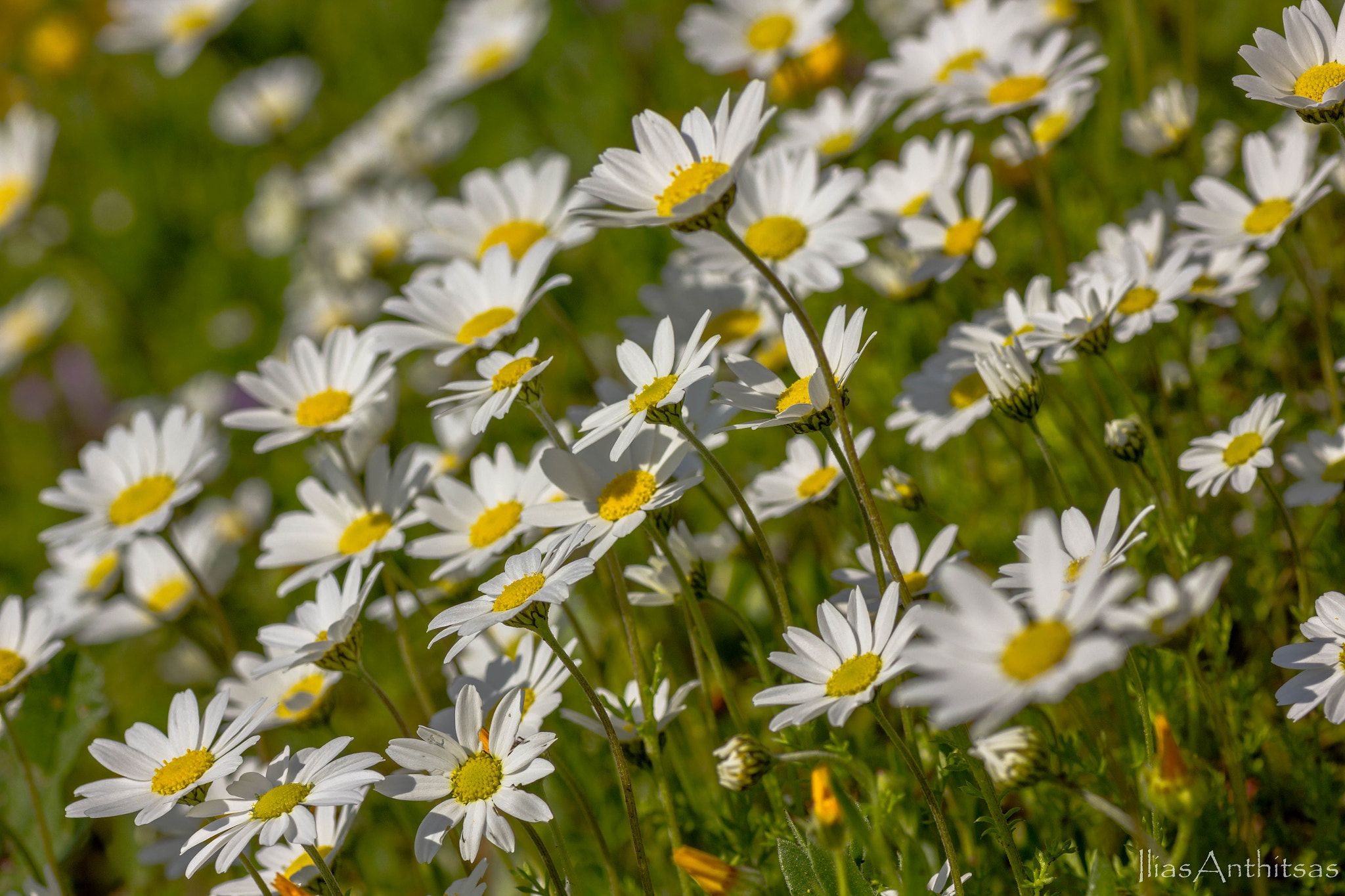 Canon EOS 550D (EOS Rebel T2i / EOS Kiss X4) + Tamron SP AF 90mm F2.8 Di Macro sample photo. Spring colors photography