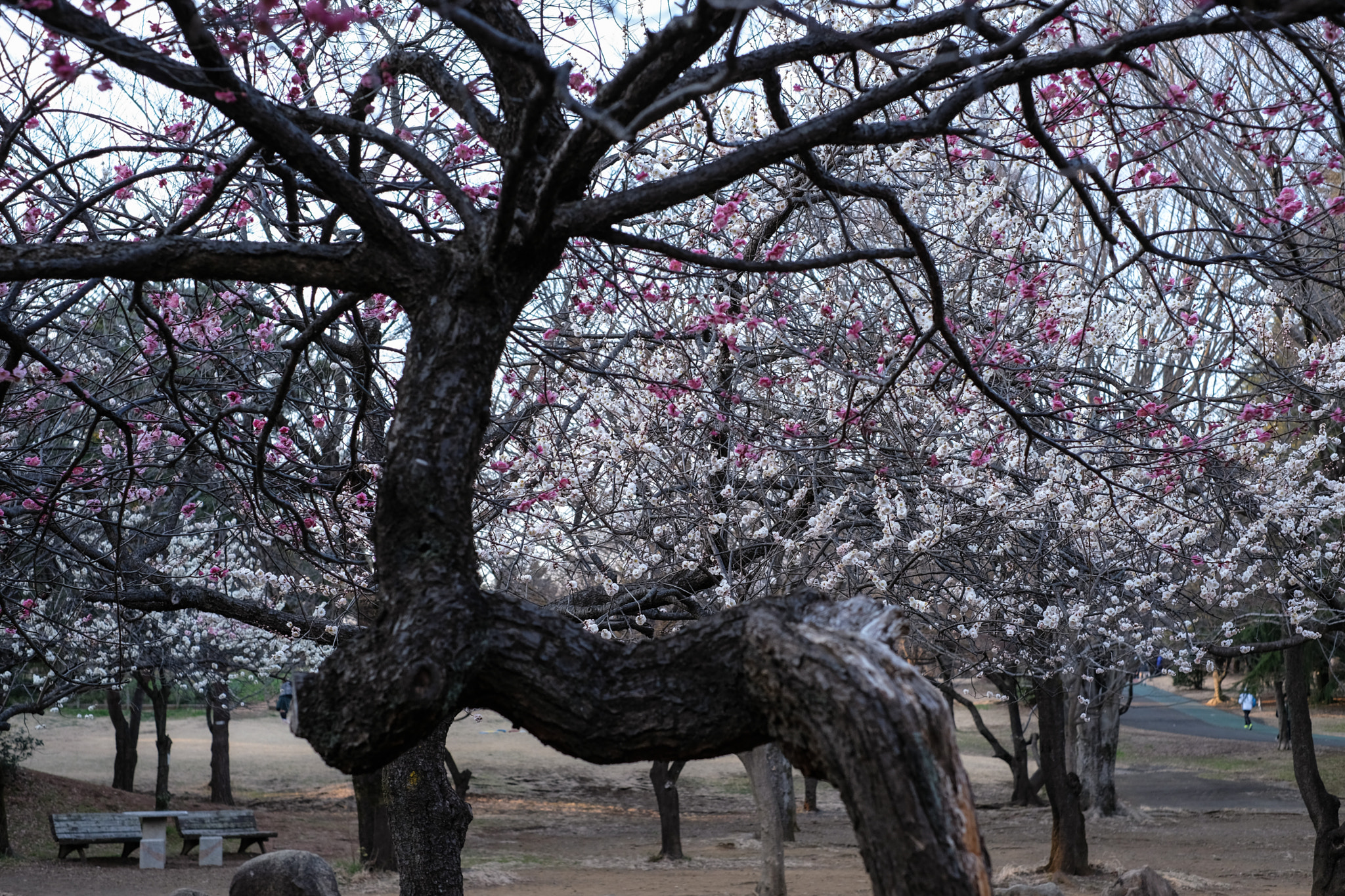Fujifilm X-Pro2 + Fujifilm XF 35mm F1.4 R sample photo. Ume photography