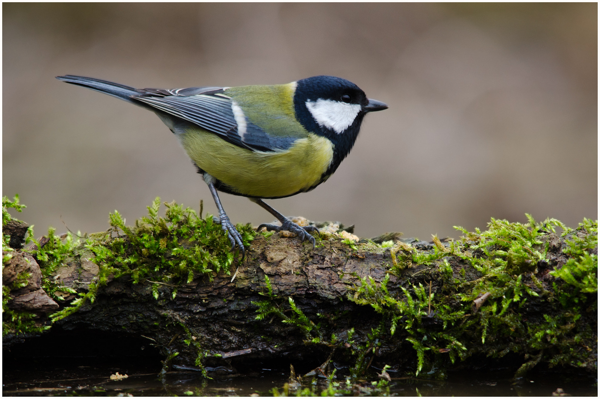 Nikon D7000 + Sigma 150-500mm F5-6.3 DG OS HSM sample photo. Great tit photography