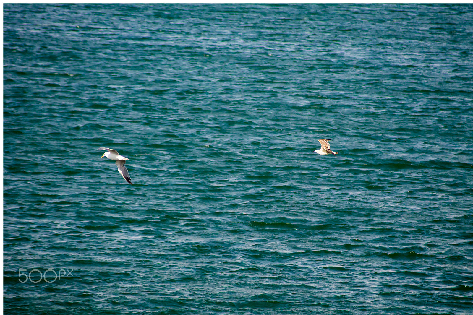 Canon EF 55-200mm F4.5-5.6 II USM sample photo. Seagulls photography