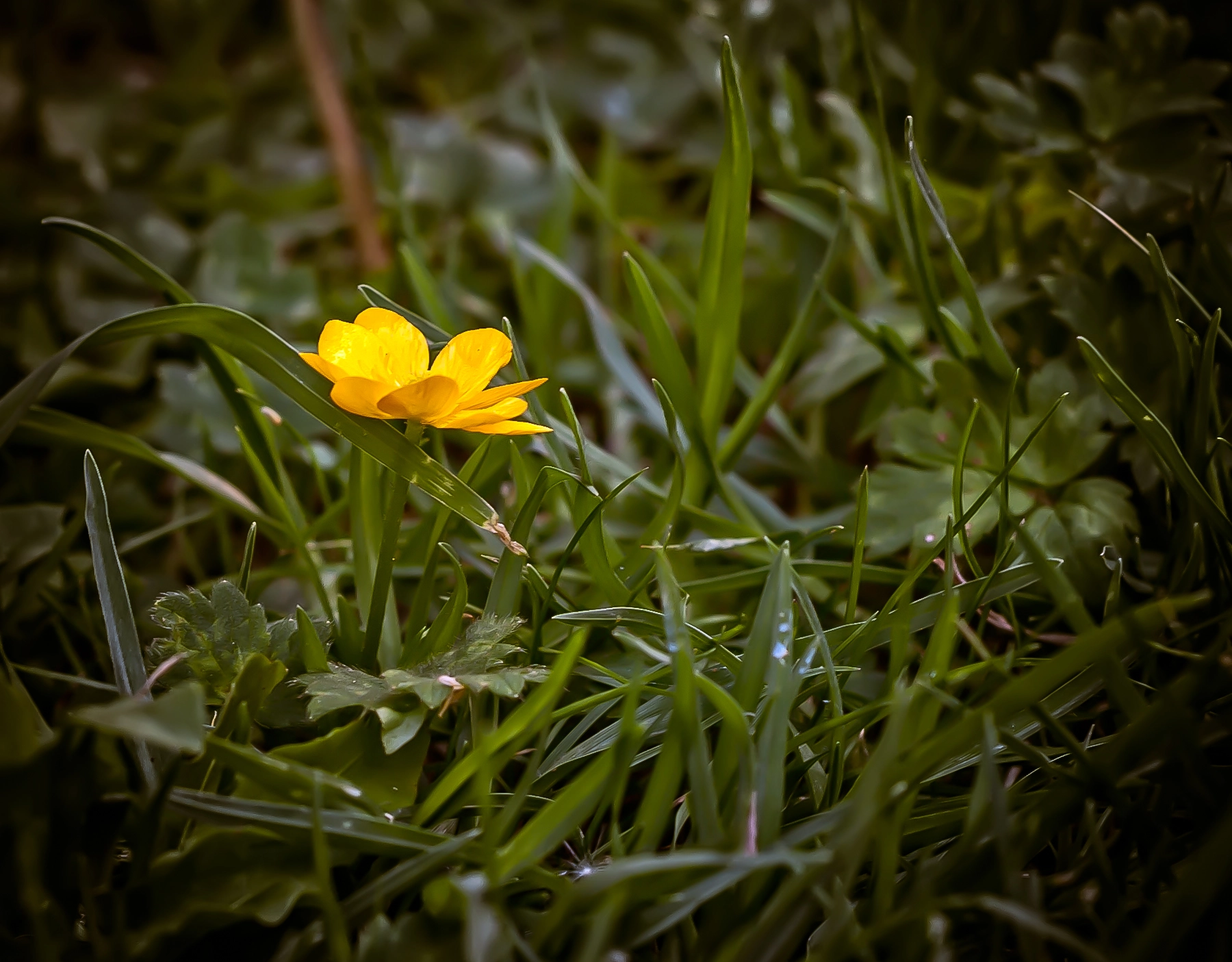 Nikon D700 + Nikon AF Nikkor 50mm F1.8D sample photo. Big little... photography