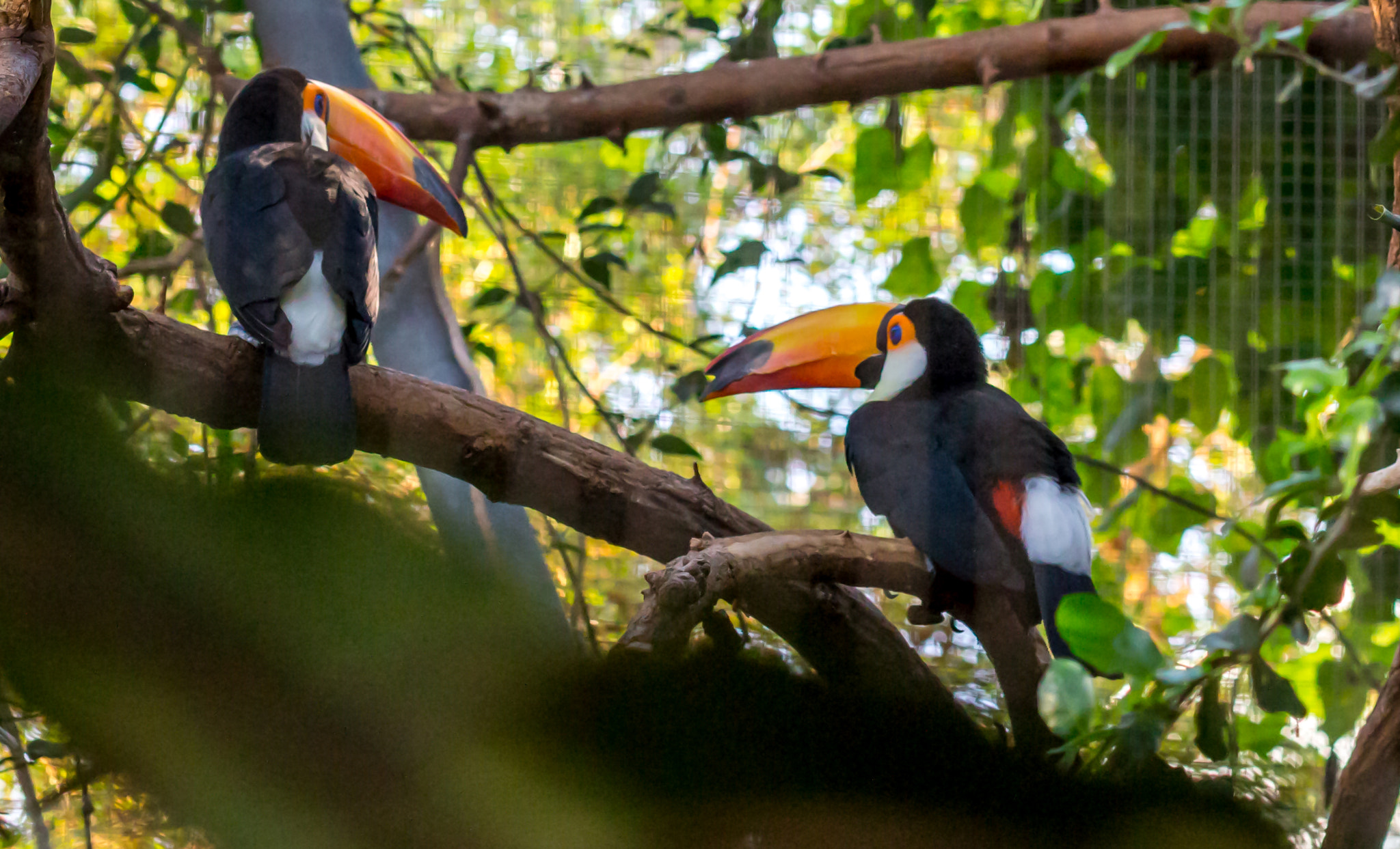 Canon EF 100mm F2.8L Macro IS USM sample photo. Riesentukan (ramphastos toco) photography