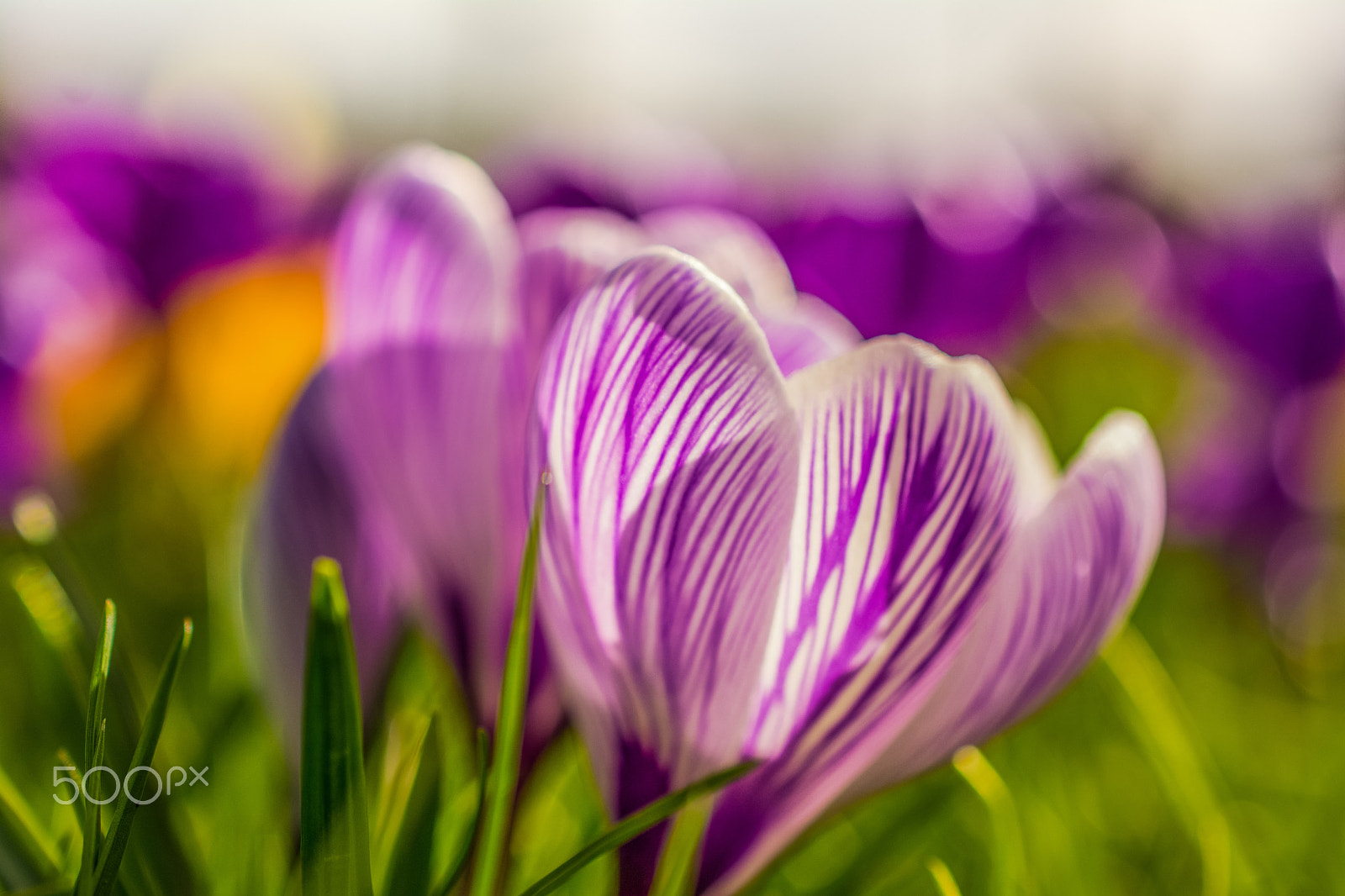 Nikon AF-S DX Micro Nikkor 40mm F2.8 sample photo. Spring colour photography