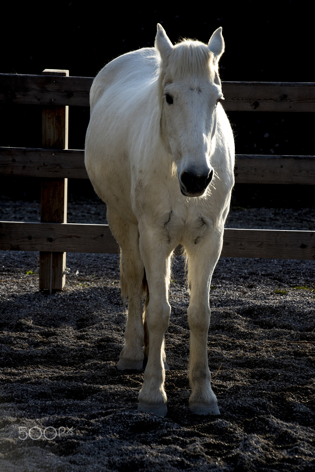 Nikon D810 + Sigma 50-500mm F4-6.3 EX APO RF HSM sample photo. White horse...without the prince photography