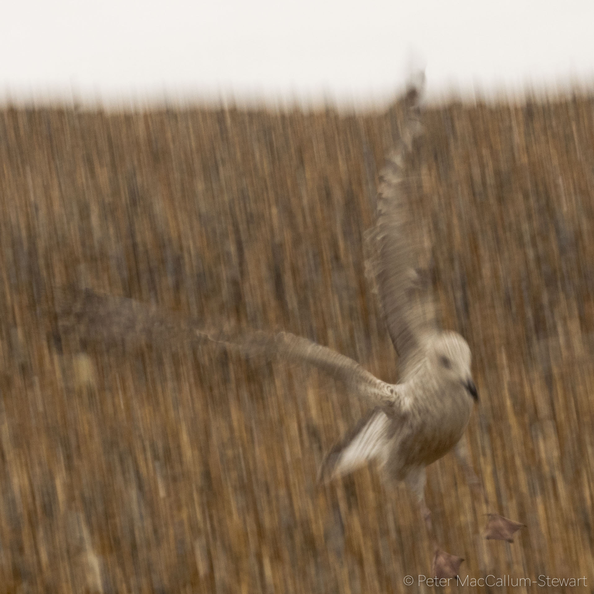 Olympus OM-D E-M1 + Olympus M.Zuiko Digital ED 40-150mm F2.8 Pro sample photo. Herring gull photography