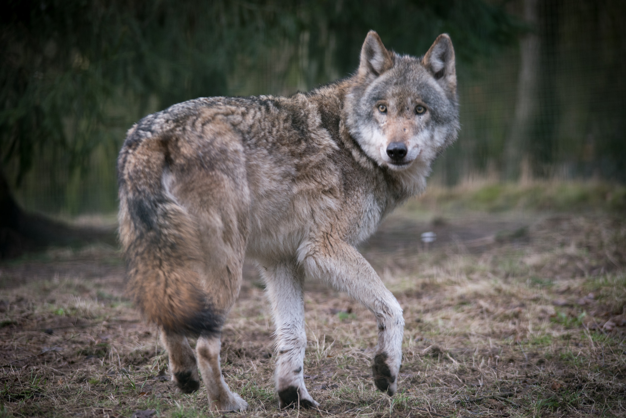 Nikon D750 + Sigma 150-500mm F5-6.3 DG OS HSM sample photo. Looking back, wolf in the wildlife park frankenhof,germany photography