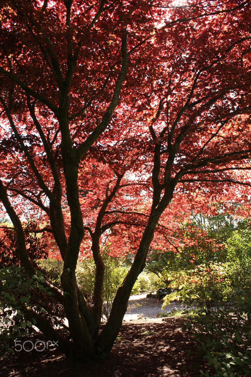 Canon EF-S 55-250mm F4-5.6 IS sample photo. Red tree photography