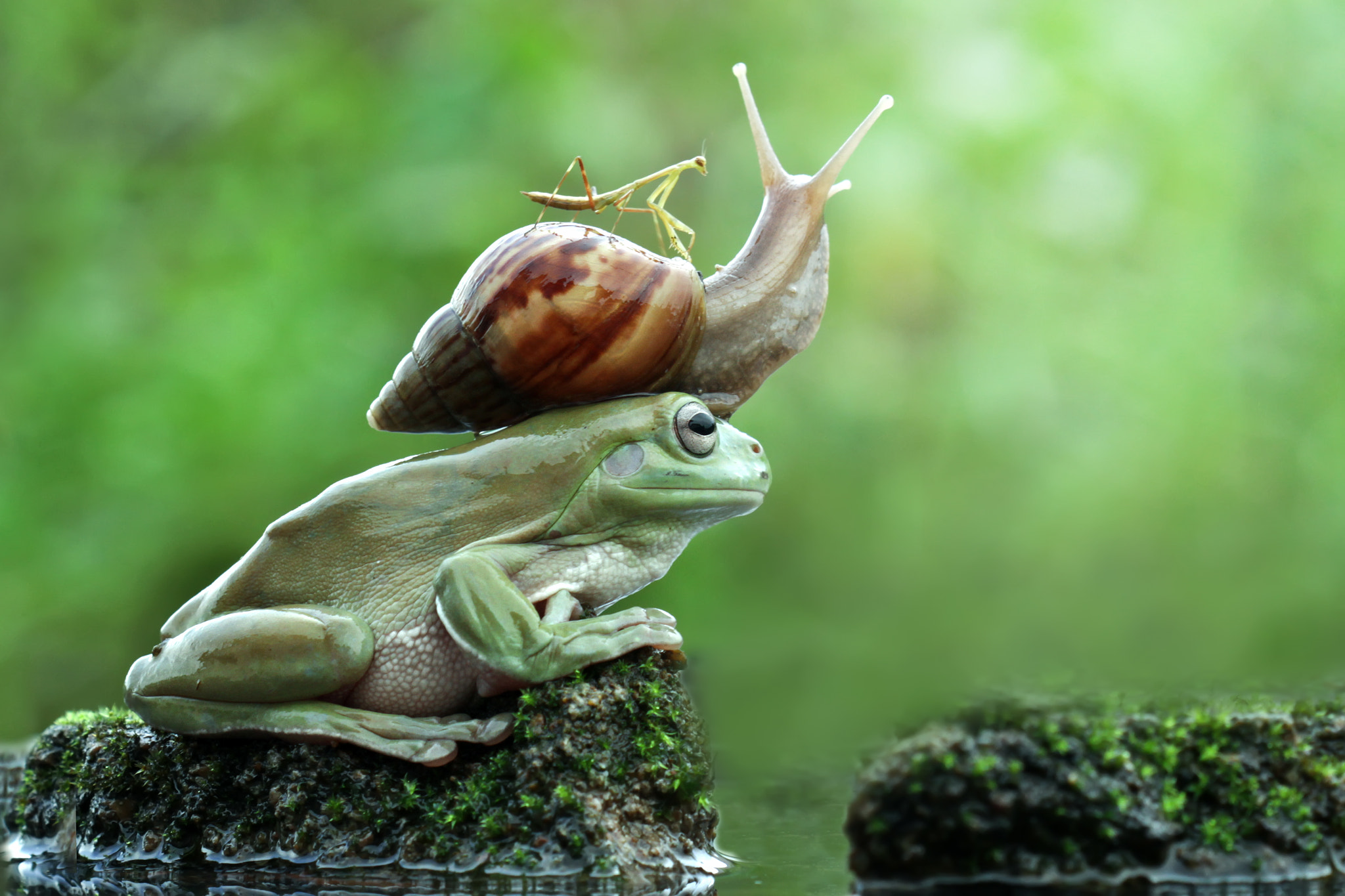 Canon EOS 7D + Canon EF 100mm F2.8 Macro USM sample photo. Frog and two friends photography